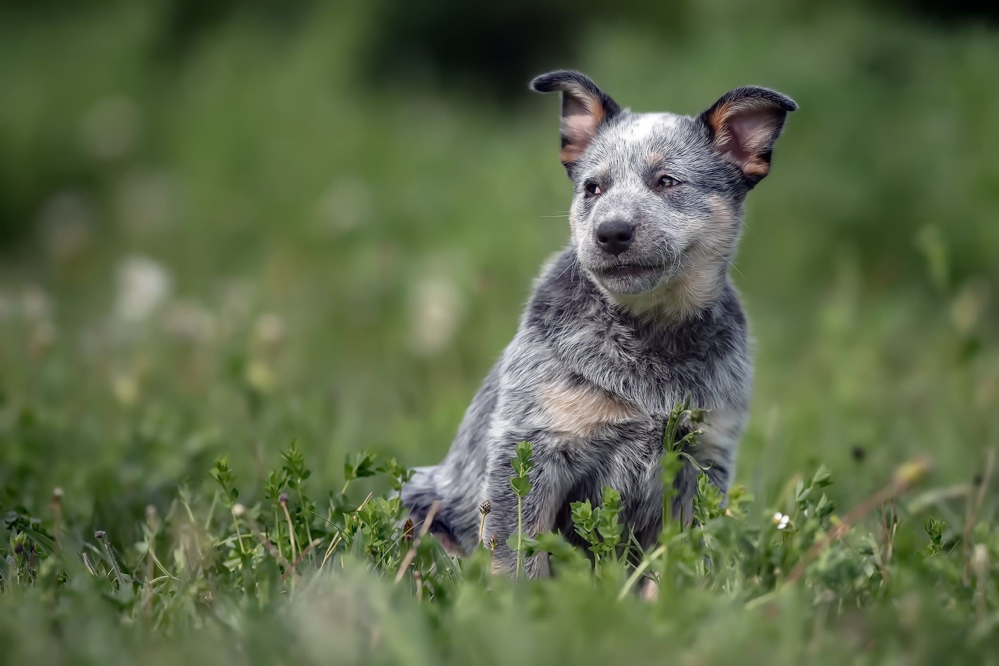 2048x1366 Animal Australian Cattle Dog HD Wallpaper