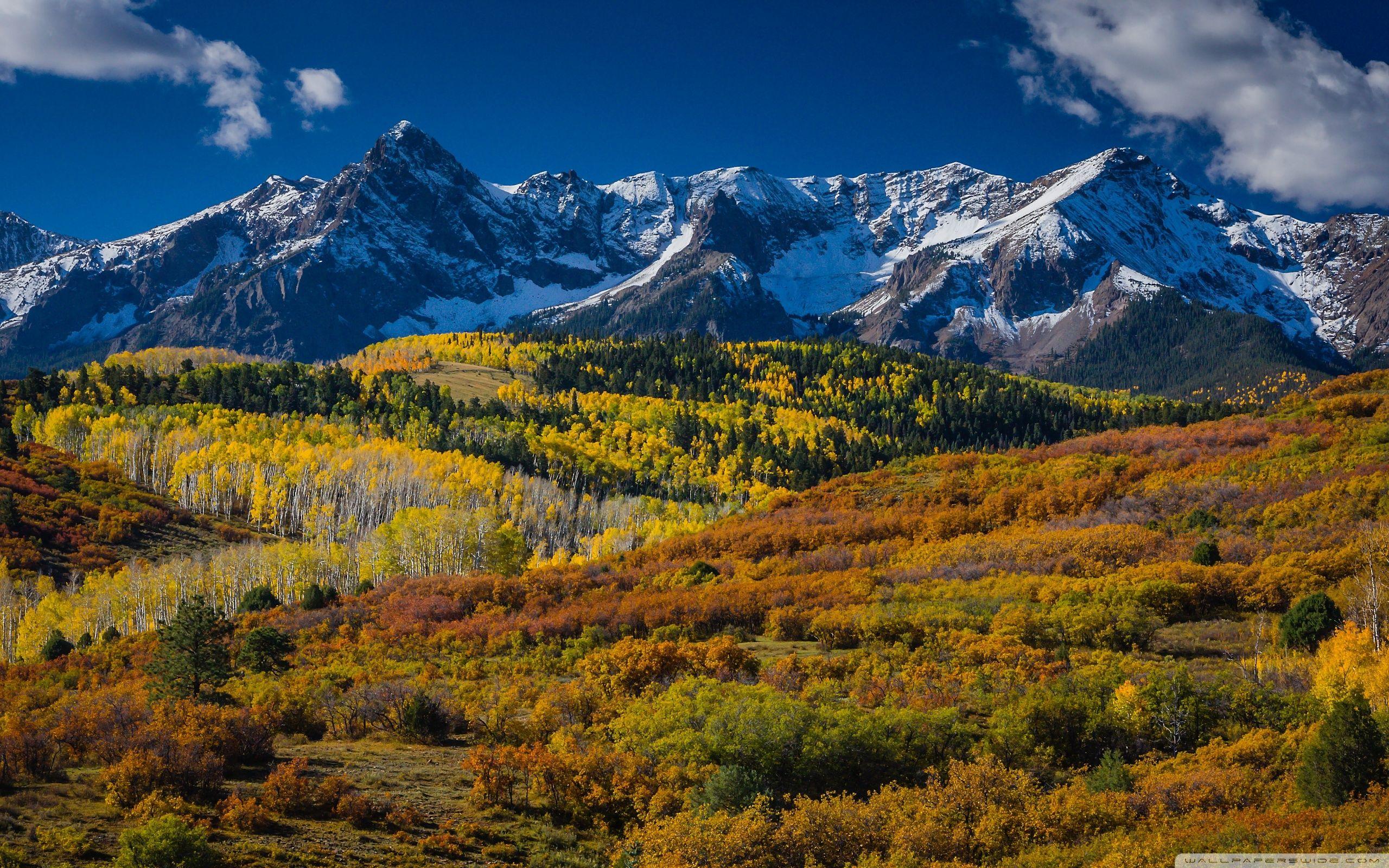 Colorado Tree Desktop Background Color