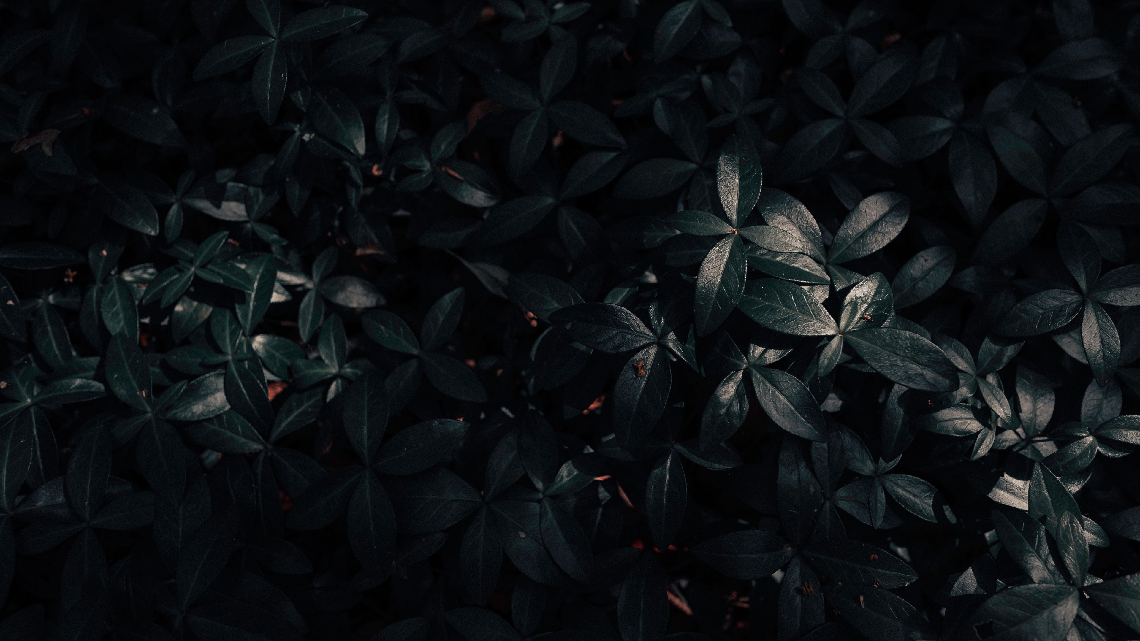 3840x2160 Dark Garden Wallpaper