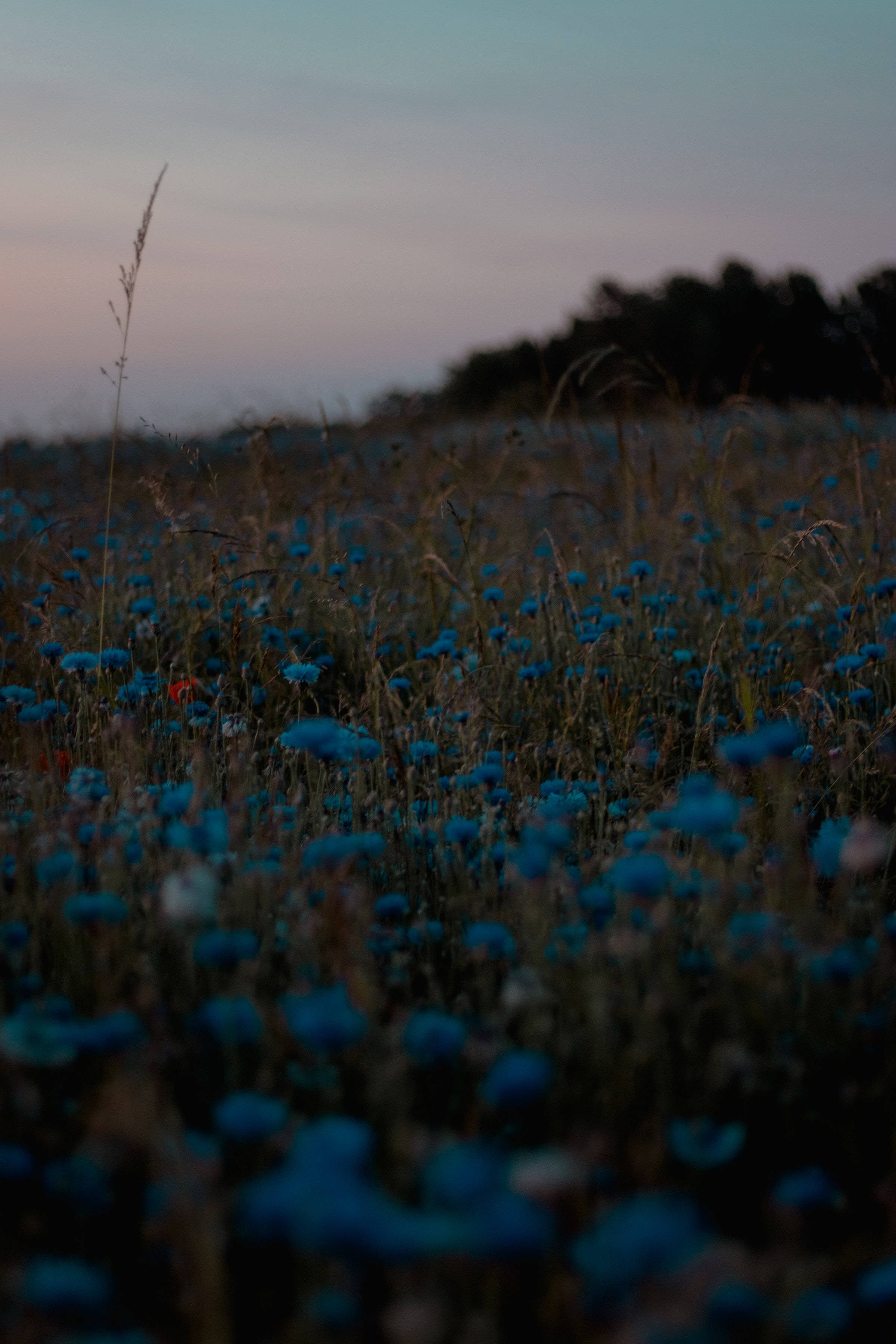 2400x3600 Blue Aesthetic Flower Garden Wallpaper