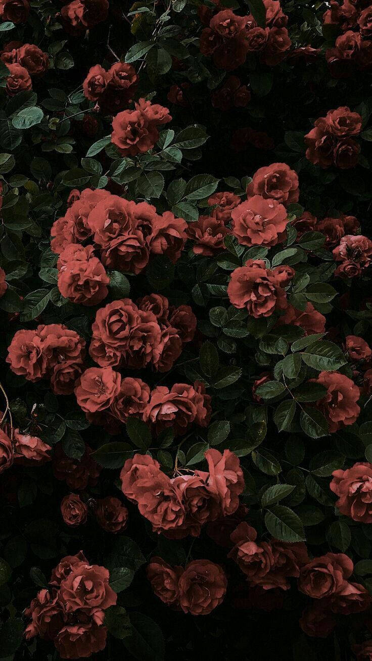 736x1308 Black Aesthetic Rose Garden Wallpaper
