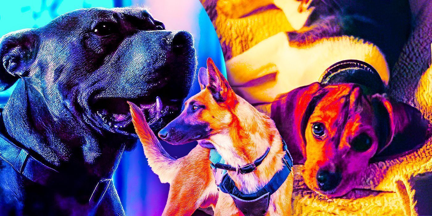 1400x700 John Wick Dog, Ranked Least To Most Deadly