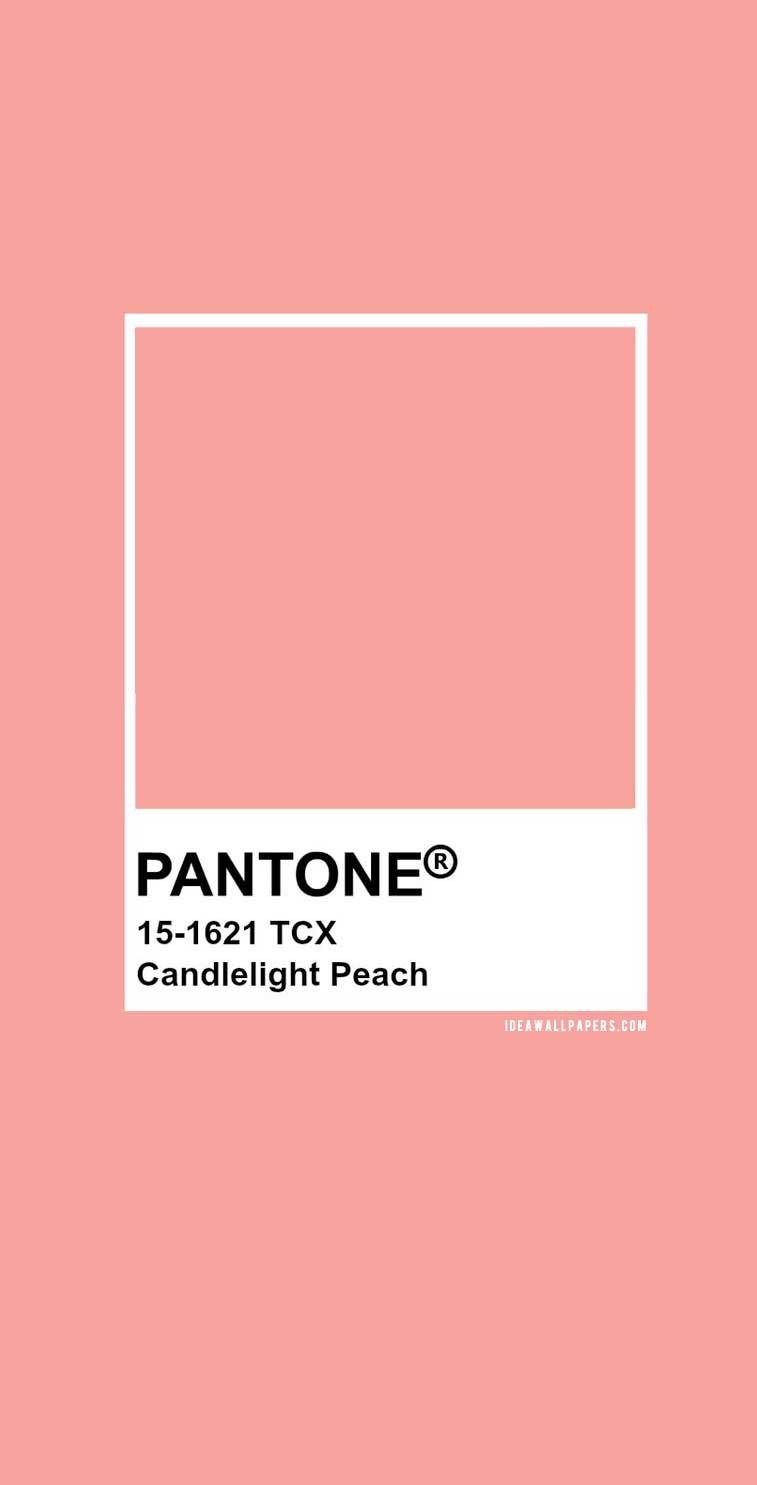 PANTONE 804 Neon Plain Wallpaper  Wallaland