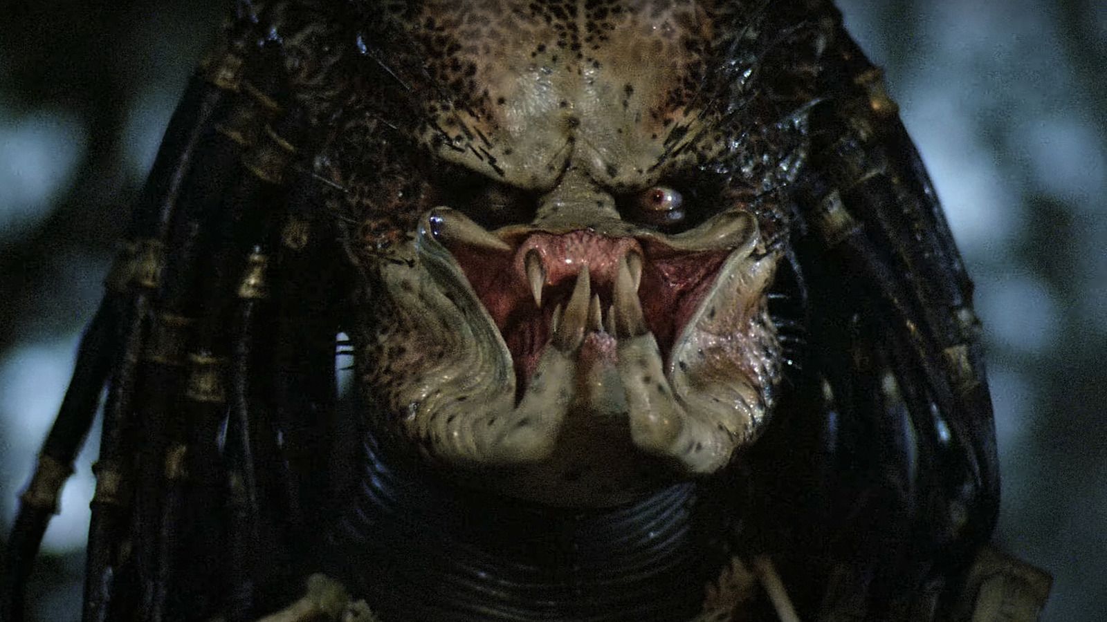 1600x900 Filming Predator