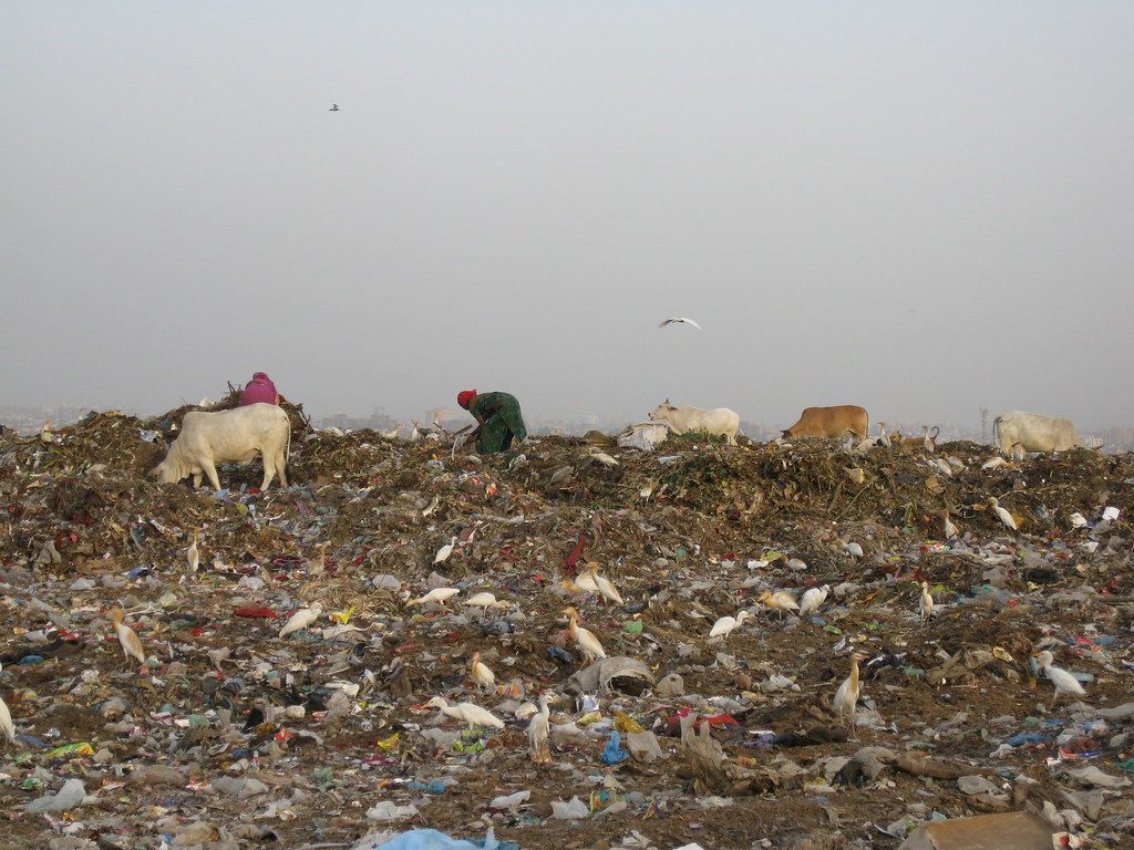 1024x768 Picking at Sundown at Ghazipur Landfill