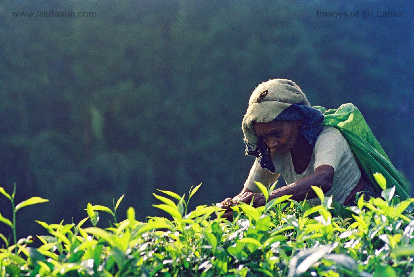 1440x964 Lakdasun -Download Nature Wall Papers of Sri Lanka