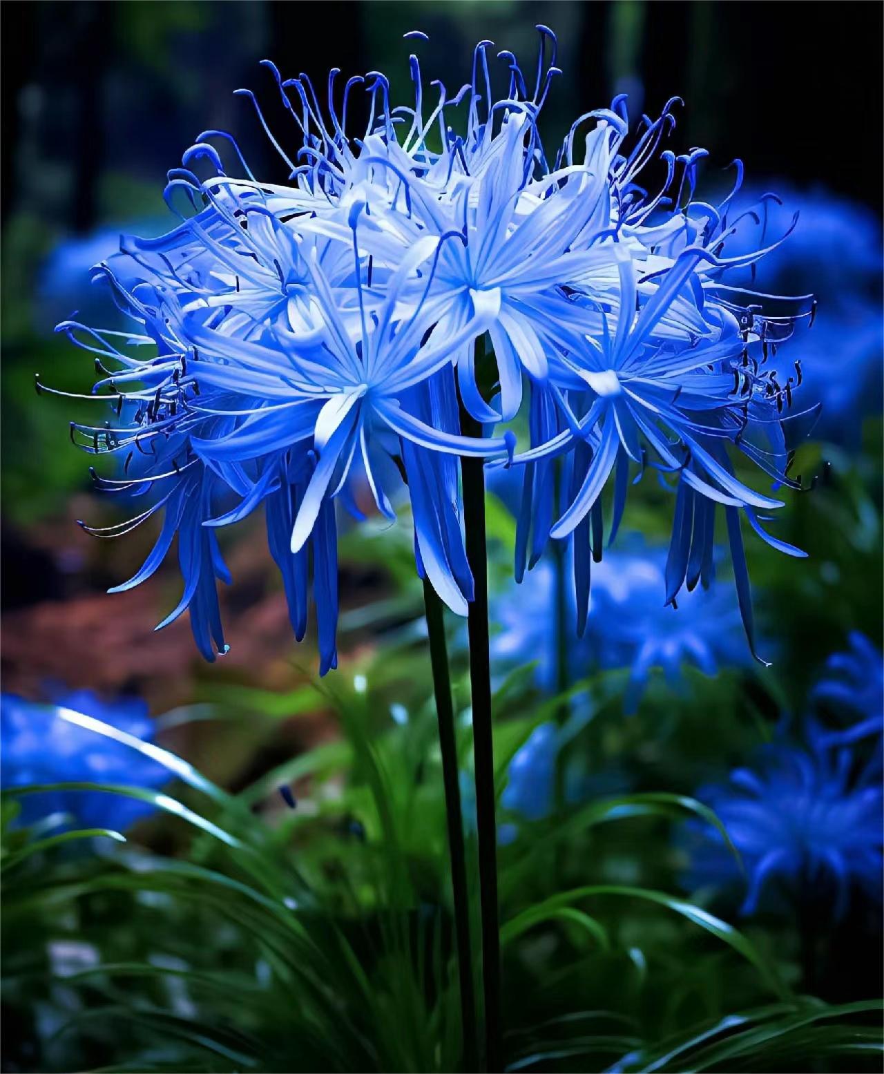 Blue Spider Lily Wallpapers - Top Free Blue Spider Lily Backgrounds ...