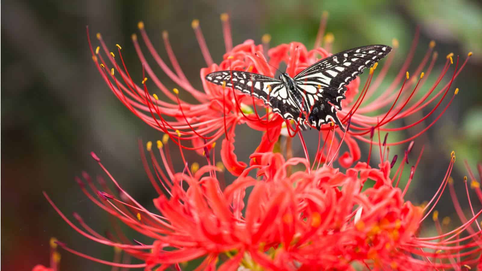 1600x900 How to Grow and Care for Spider Lily (Lycoris spp.)