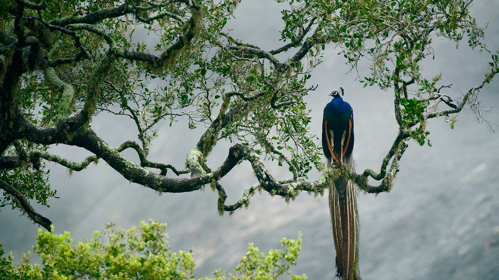 1920x1080 Sri Lanka