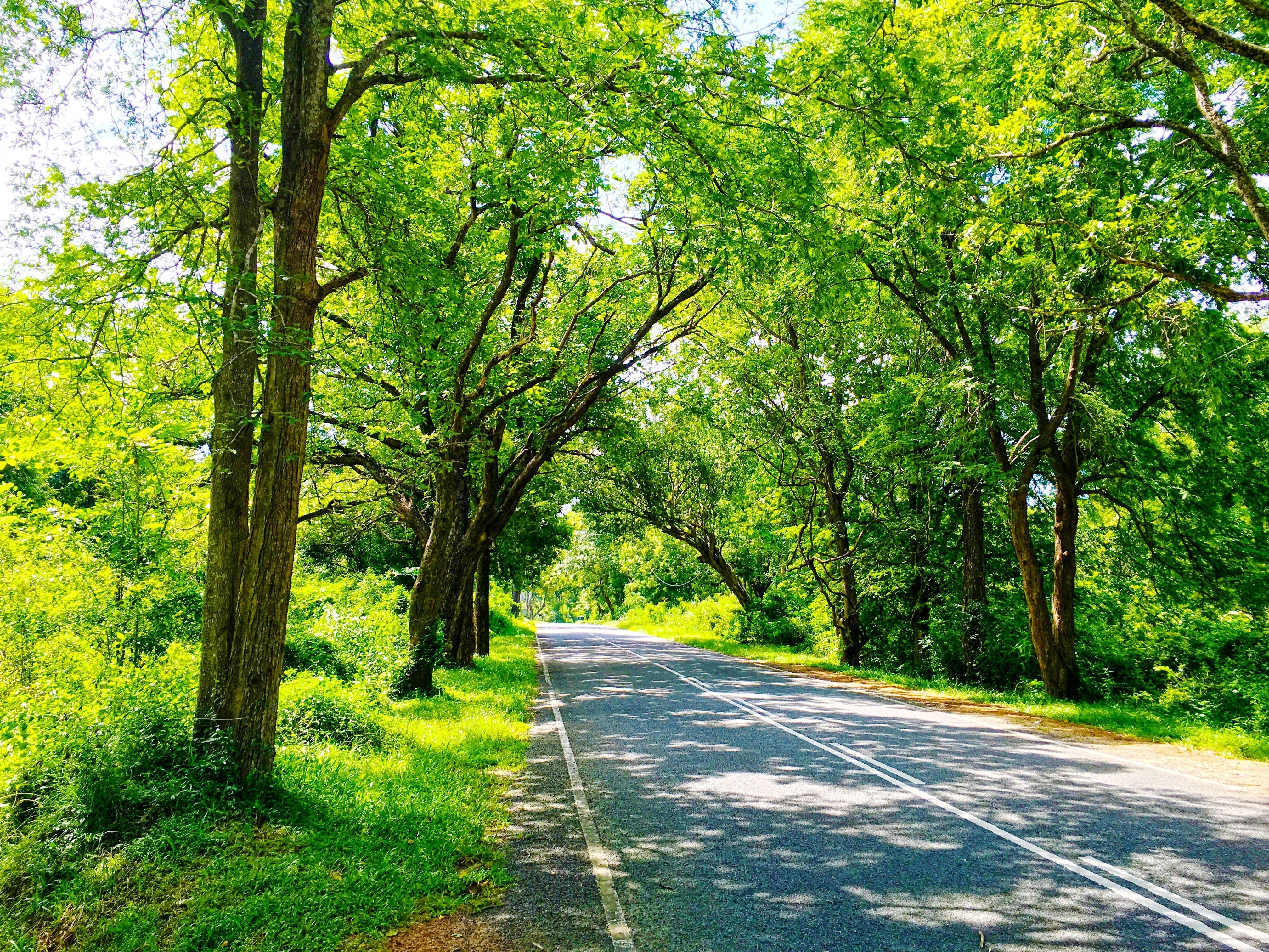 4032x3024 sri lanka nature road trees photography green
