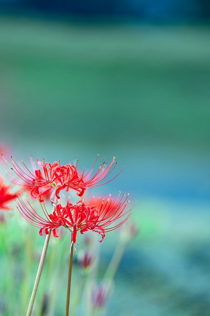 853x1280 Field Flowers Red Spider Lilies