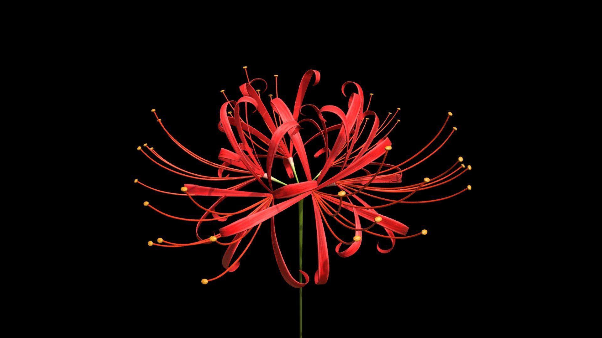 1920x1080 Higanbana (Red Spider Lily)