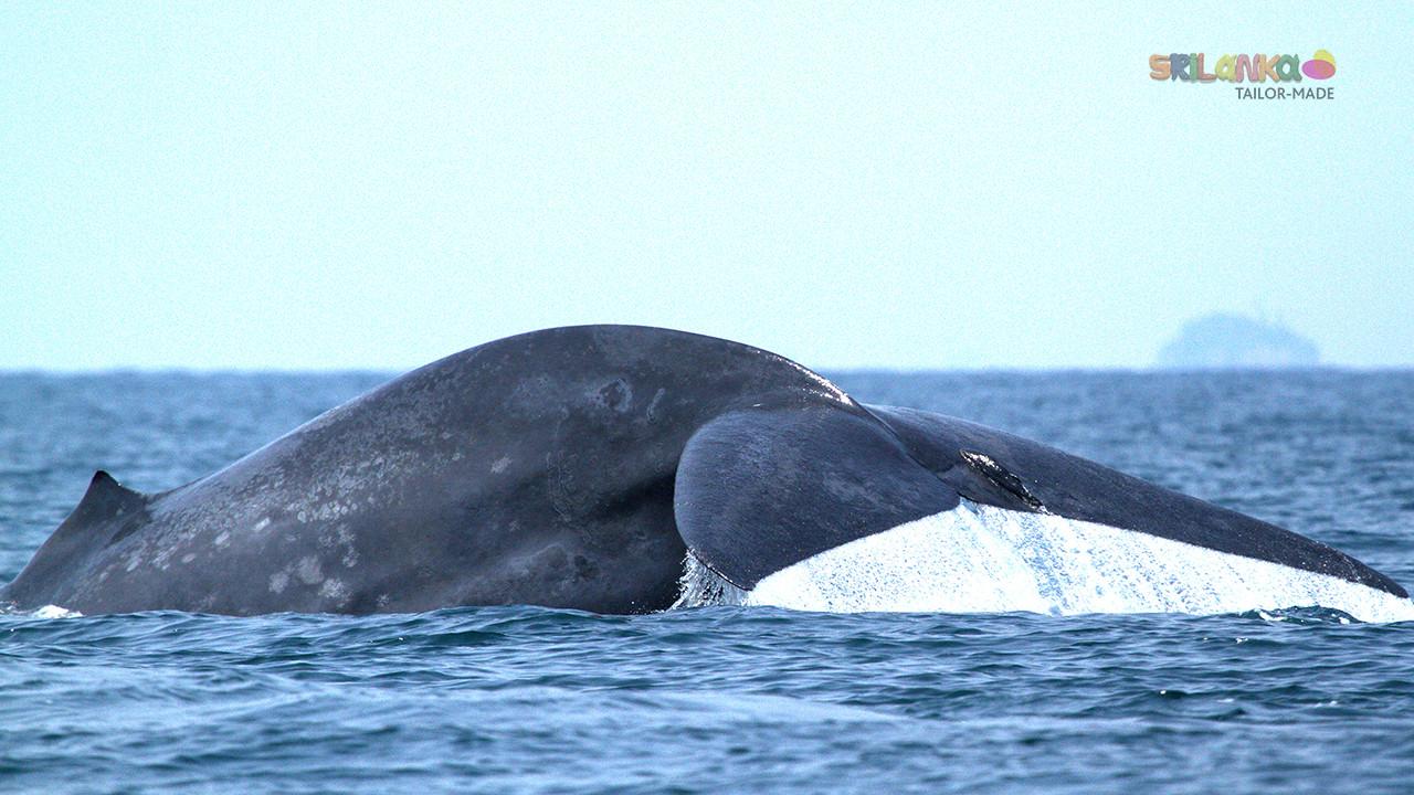 1280x720 Wallpaper. Sri Lanka Tailor Made
