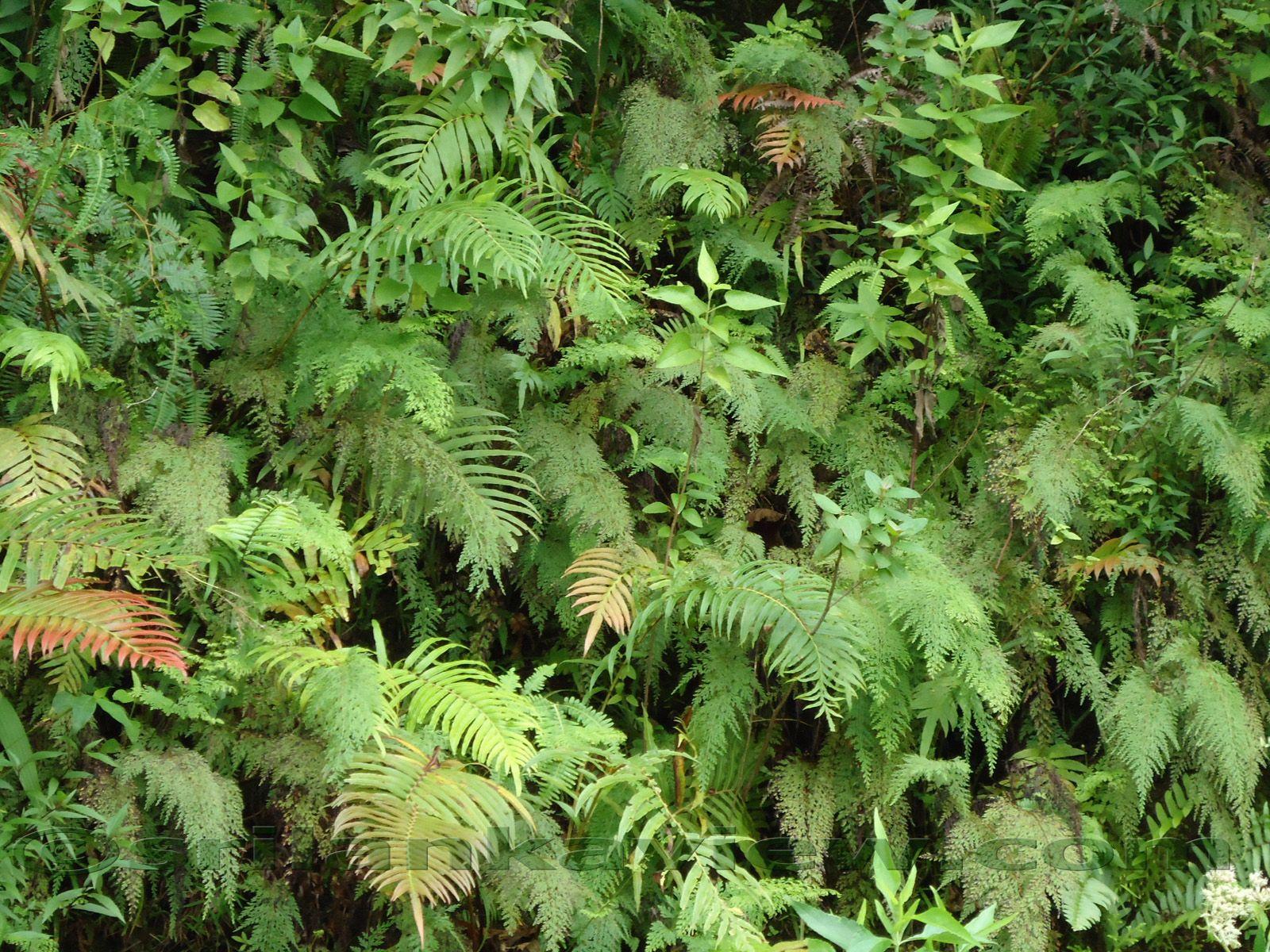 1600x1200 Sri Lanka Desktop Wallpaper Nature, Flora, Landscapes