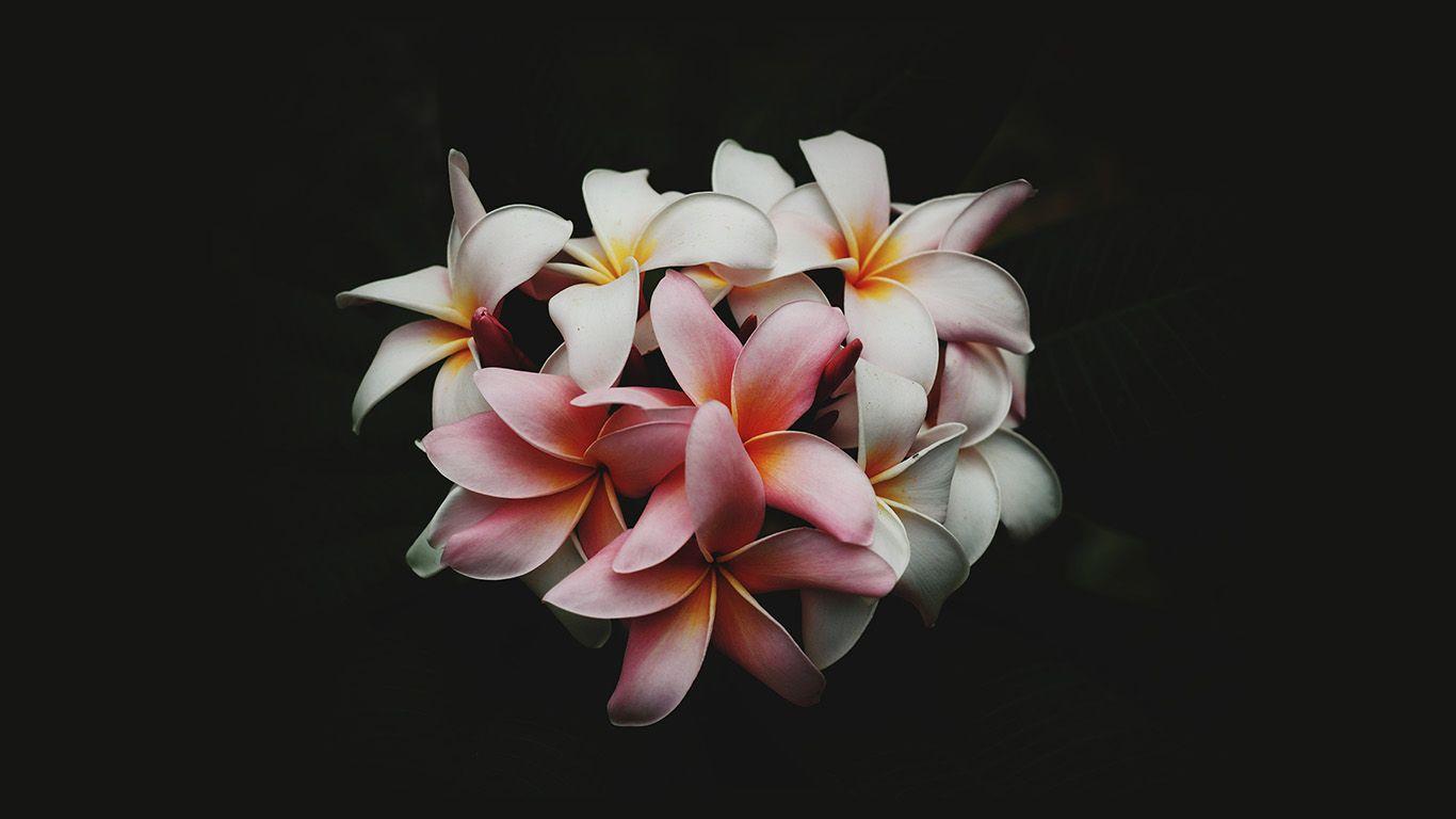 1366x768 wallpaper for desktop, laptop. flower dark nature