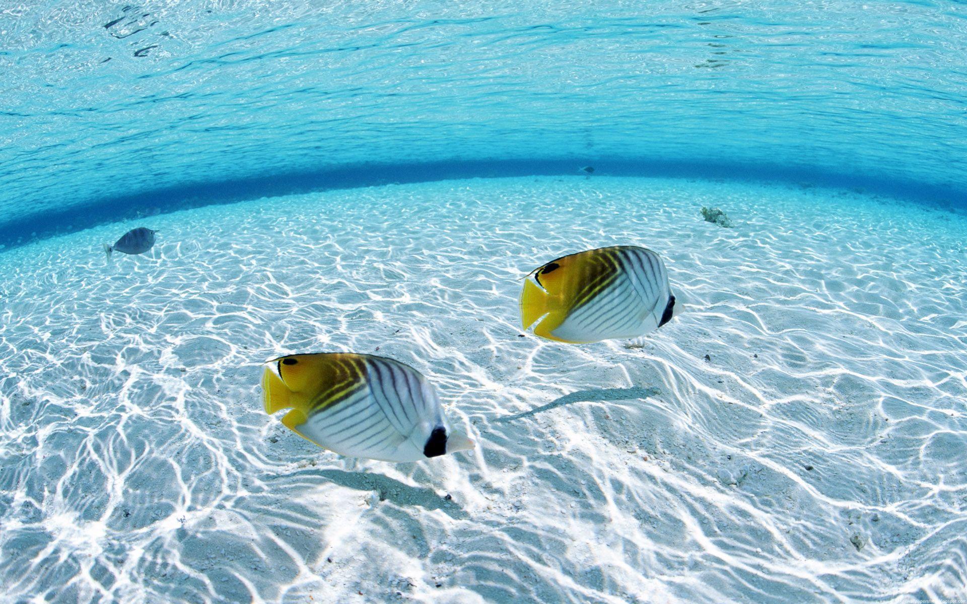1920x1200 Underwater Wallpaper Image HD Background