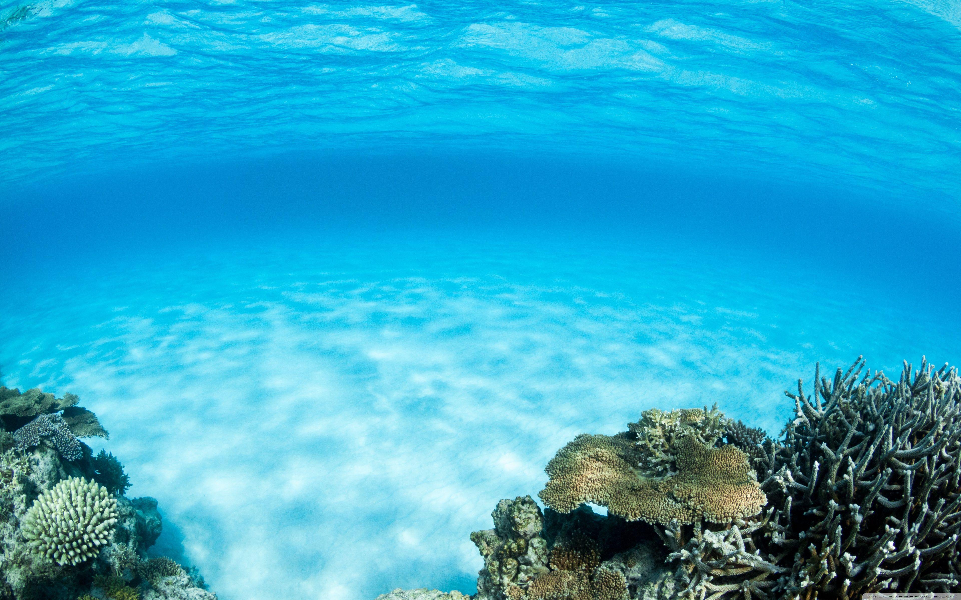 3840x2400 Underwater Wallpaper (26)