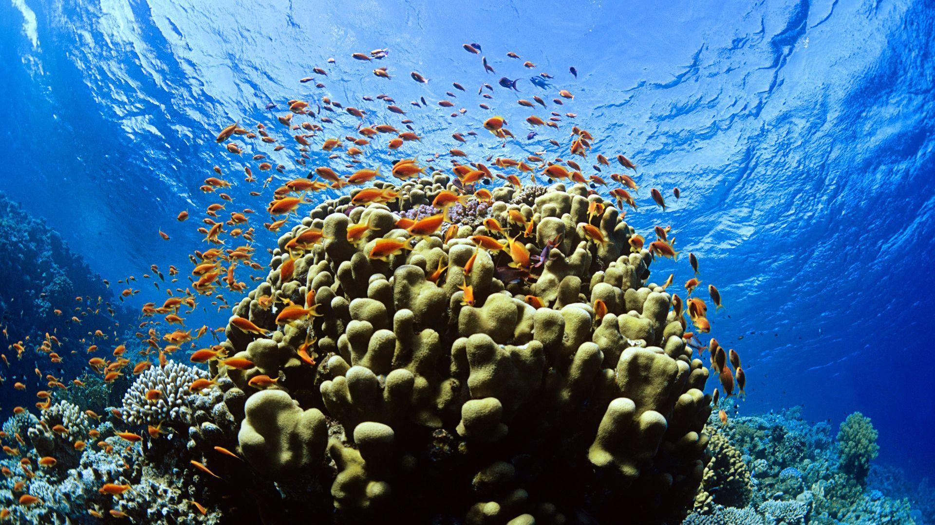 1920x1080 Under Water Wallpaper 20 - [1920x1080]