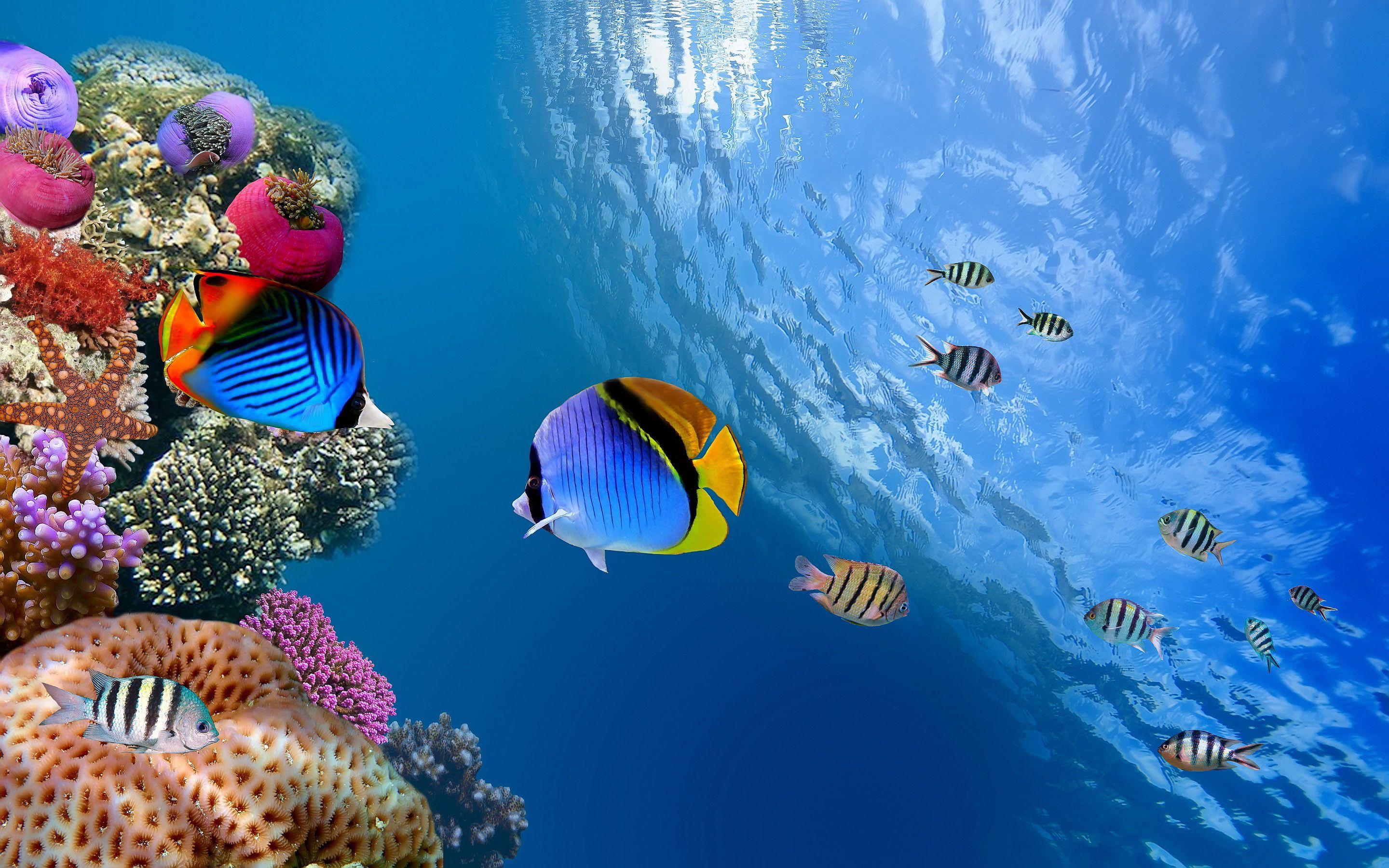Under Water Wallpapers - Top Free Under Water Backgrounds - WallpaperAccess
