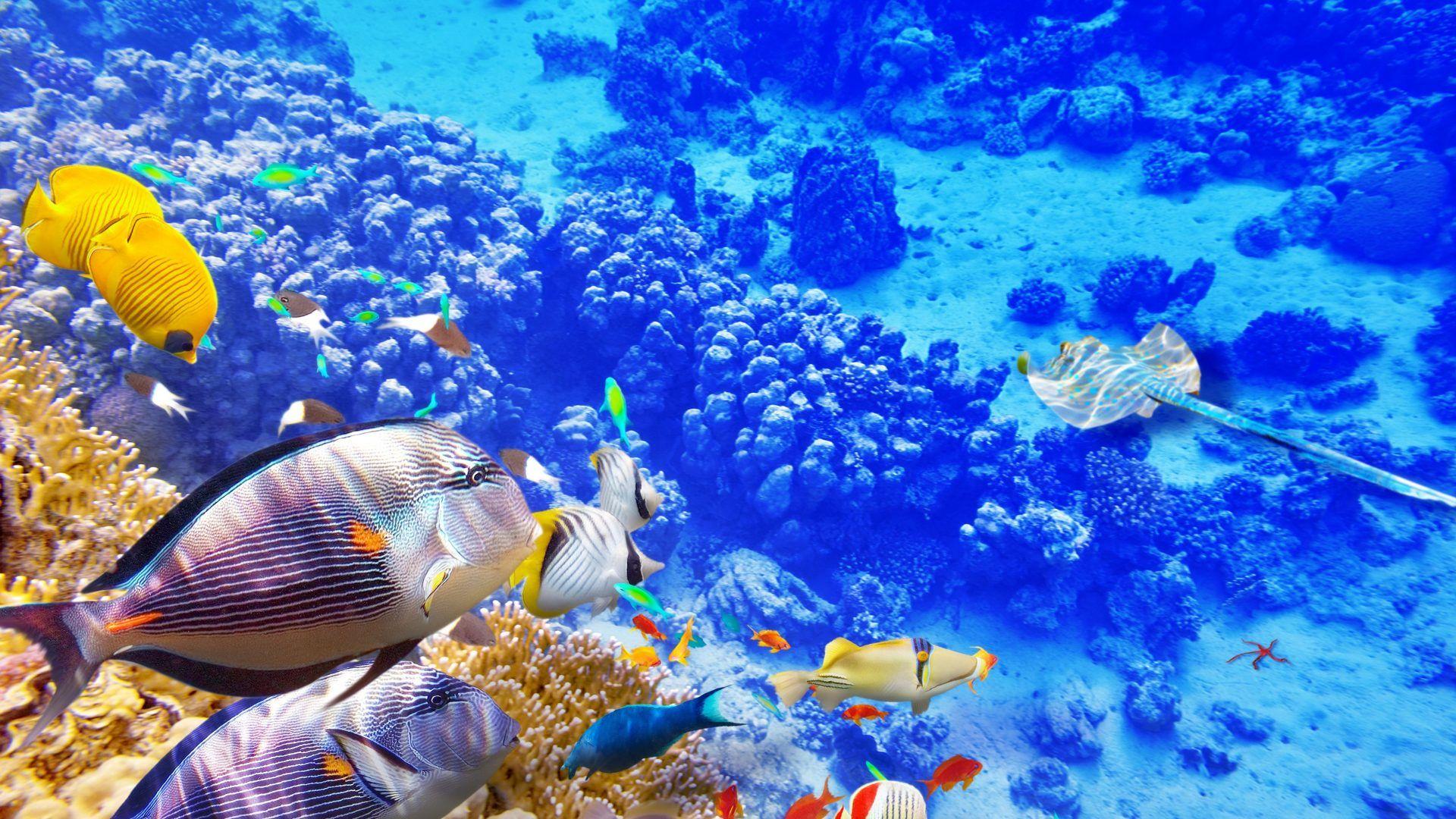 1920x1080 Hd underwater wallpaper 1080p Gallery