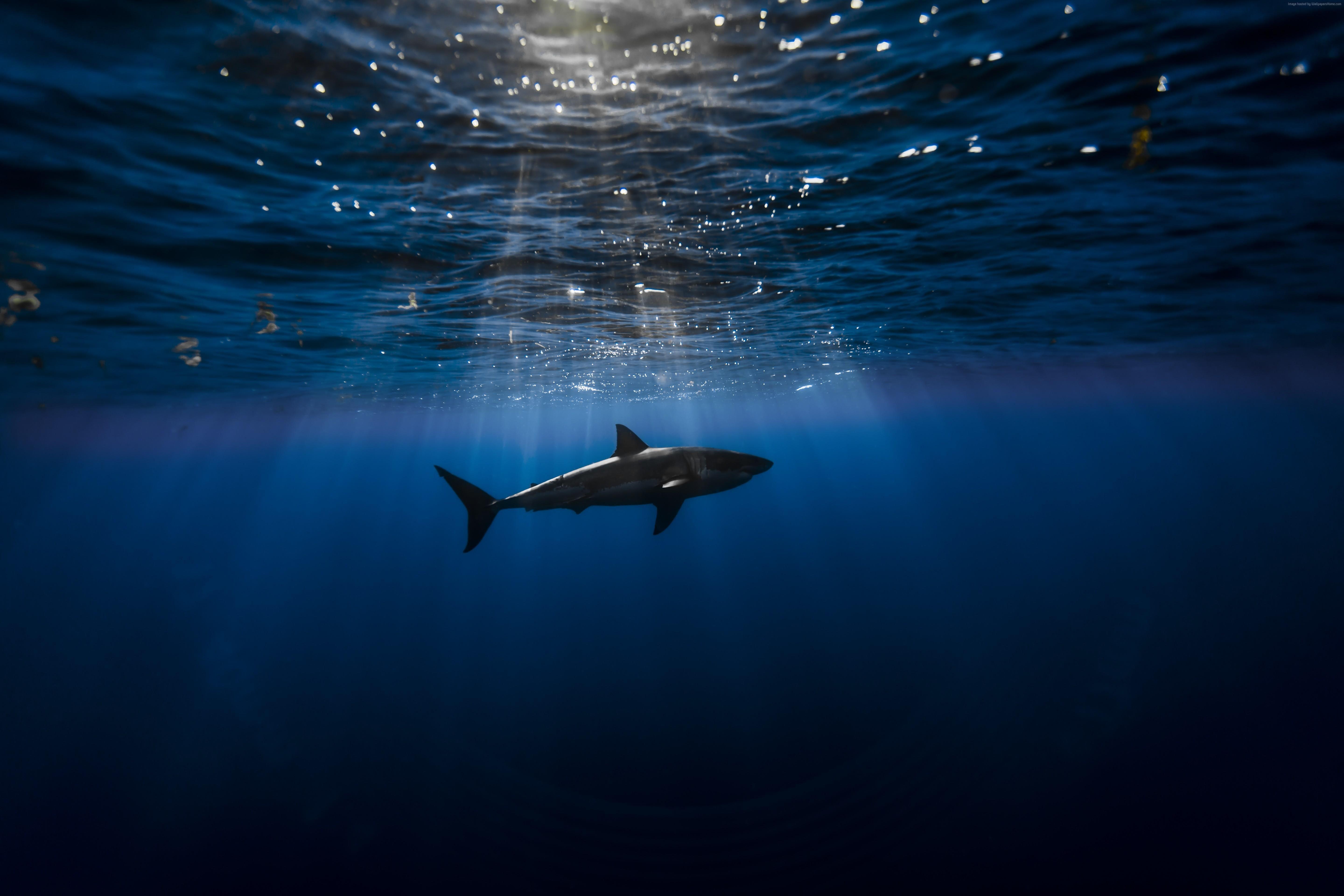 5760x3840 Underwater Ocean Wallpaper, Picture