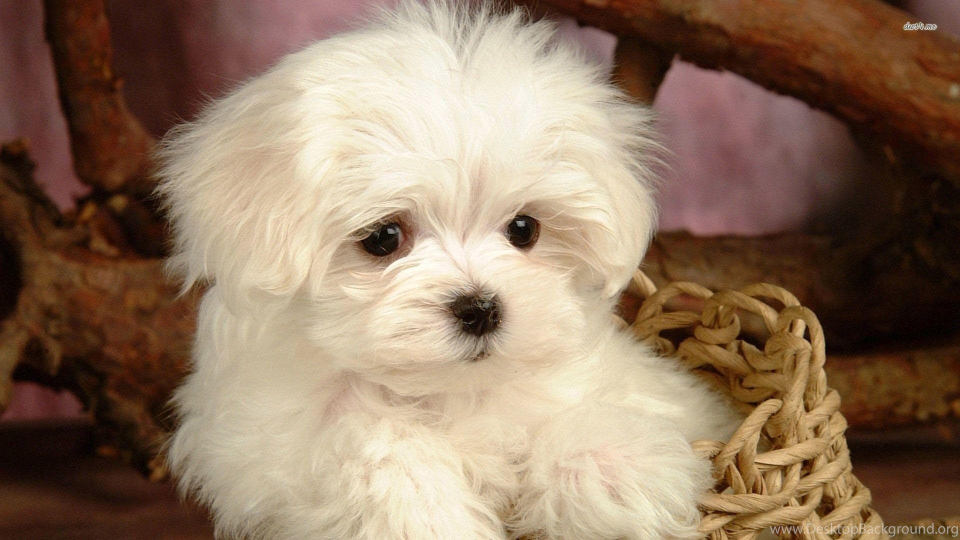 Cute Maltese Wallpapers - Top Free Cute Maltese Backgrounds