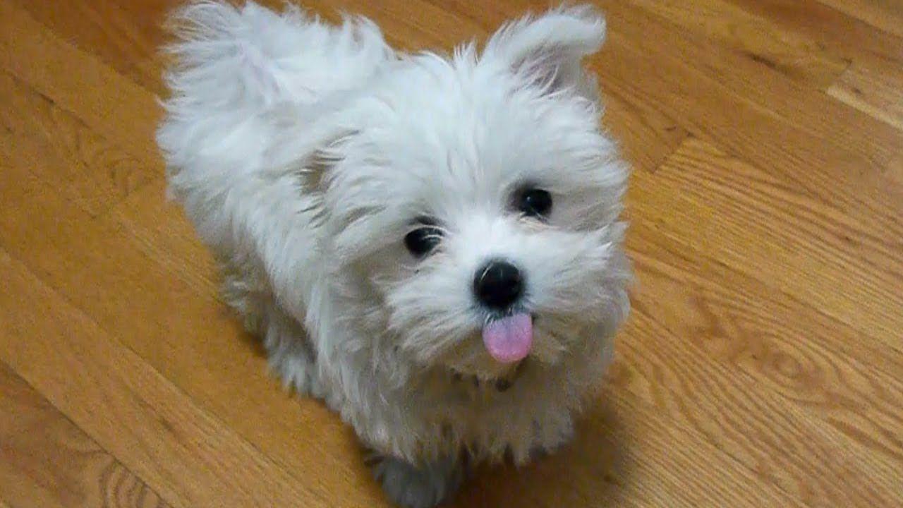1280x720 Cute Maltese Puppy Dog Playing With Funny Doggie Bone Wallpaper