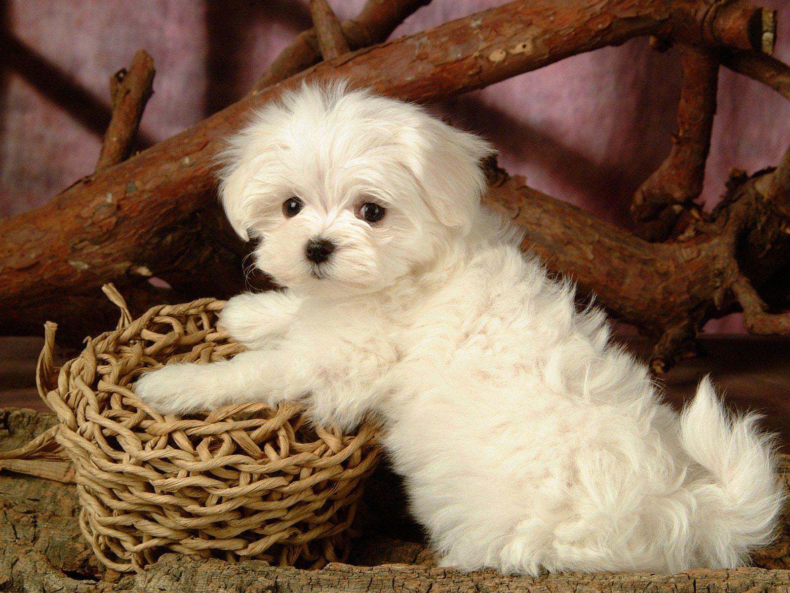 Cute Maltese Wallpapers - Top Free Cute Maltese Backgrounds ...