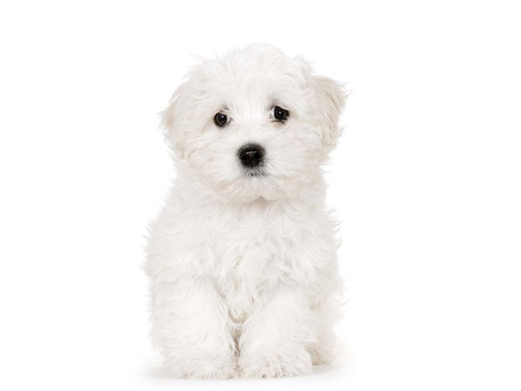 1024x768 White Puppy Wallpaper