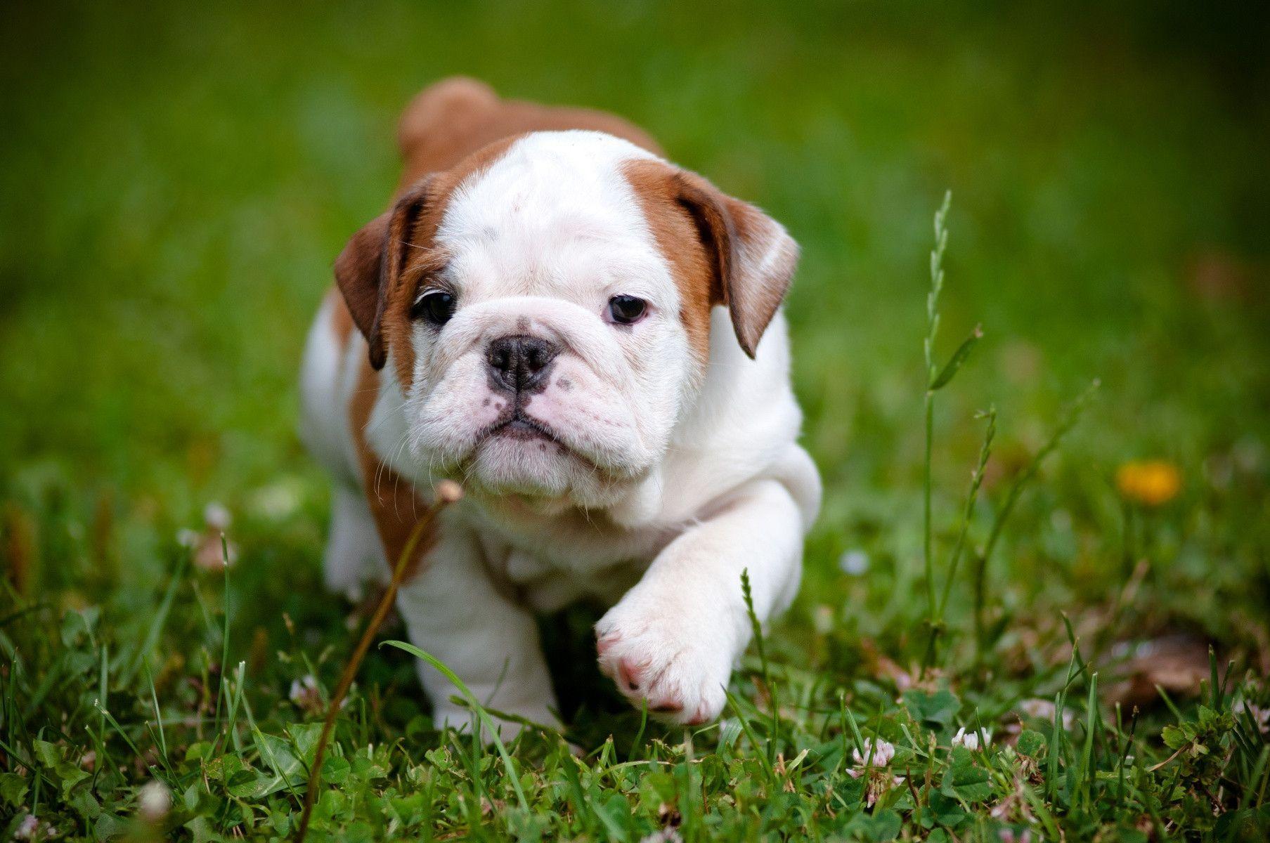 1807x1200 Bulldog Wallpaper PC O7J421