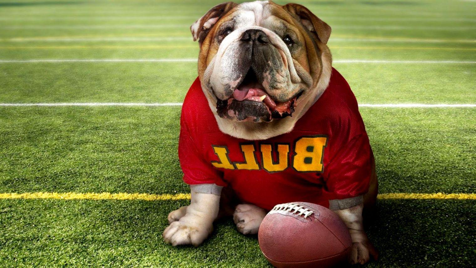 Bulldog 4K Wallpapers - Top Free Bulldog 4K Backgrounds - WallpaperAccess