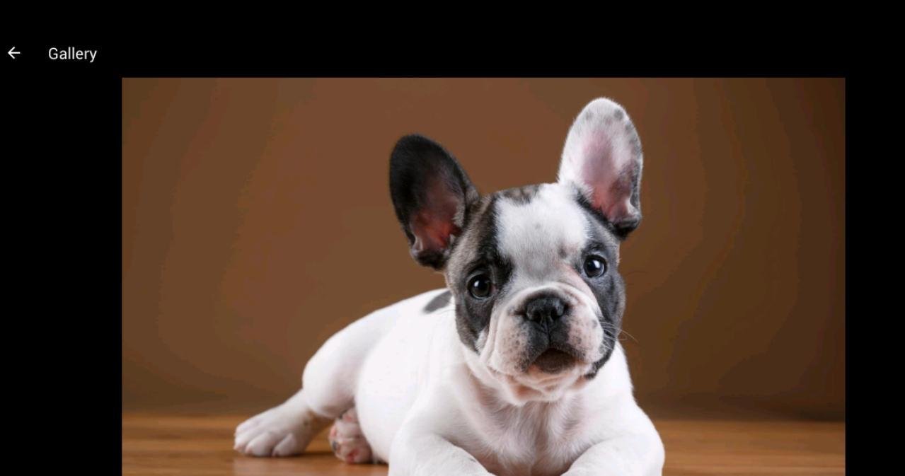 1279x673 French Bulldog Wallpaper HD for Android