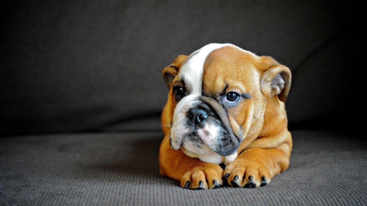 1280x720 Download wallpaper 1280x720 english bulldog, puppy, dog