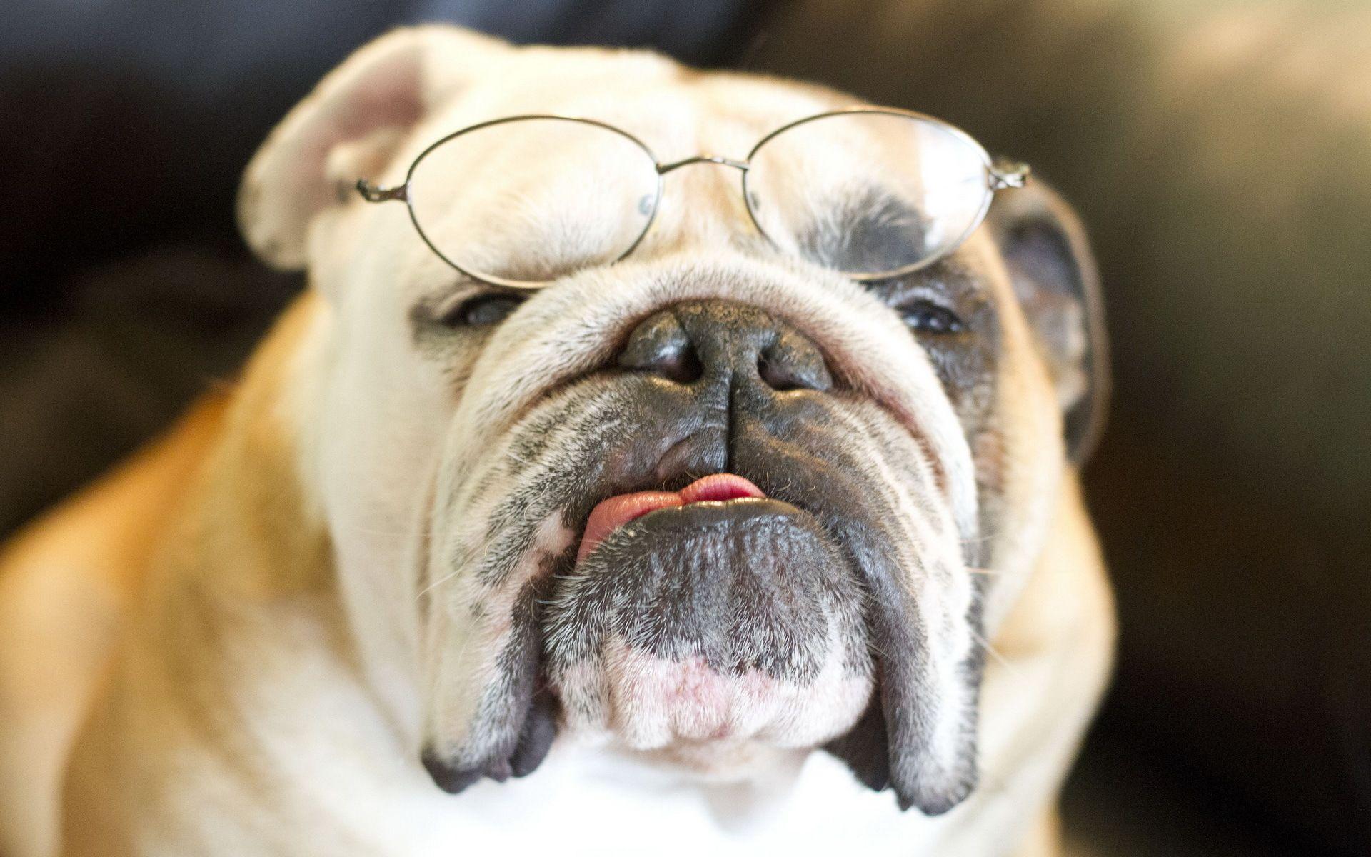 1920x1200 Funny Bulldog Wallpaper