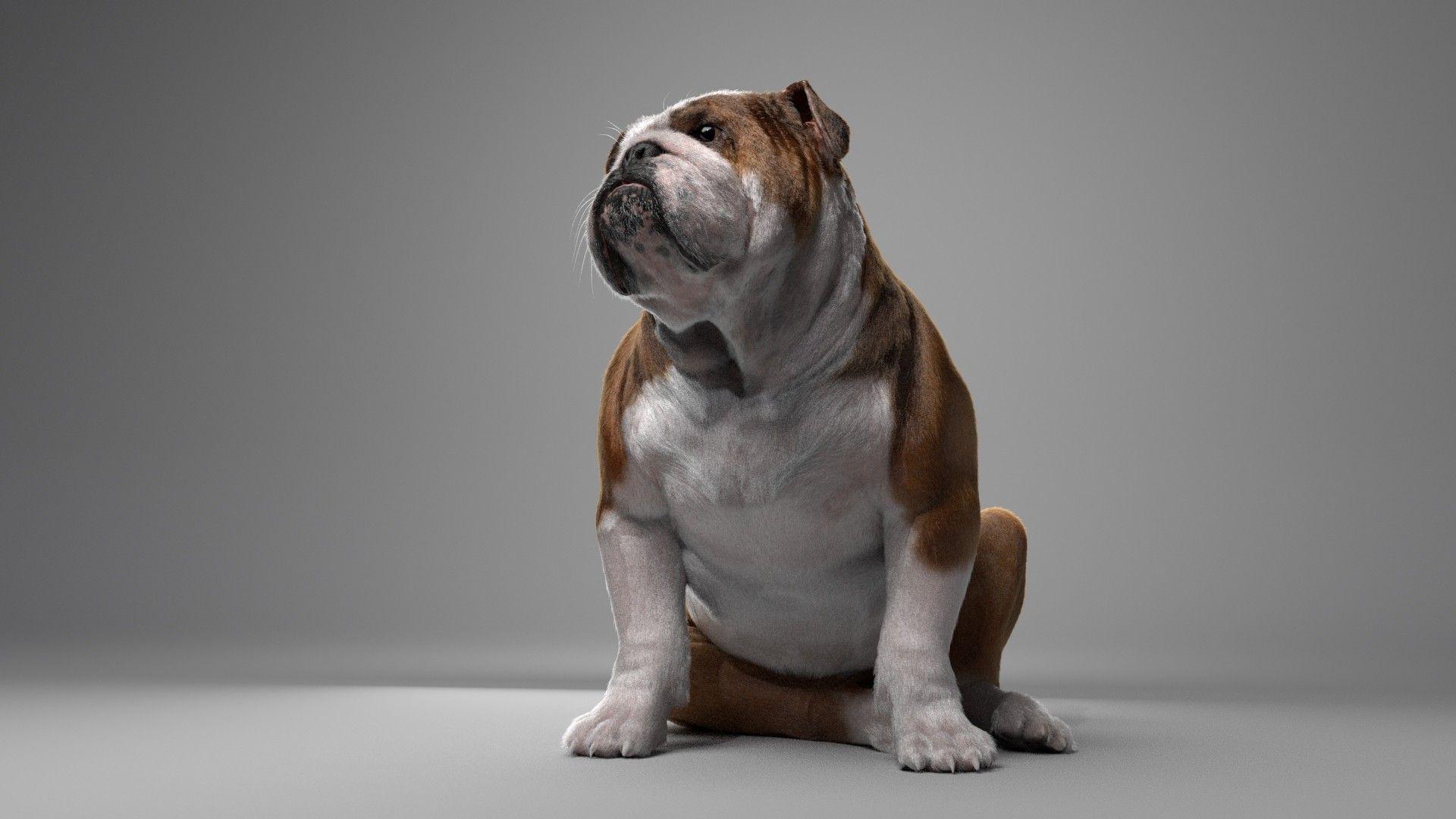 Bulldog Wallpapers - Top Free Bulldog Backgrounds - WallpaperAccess