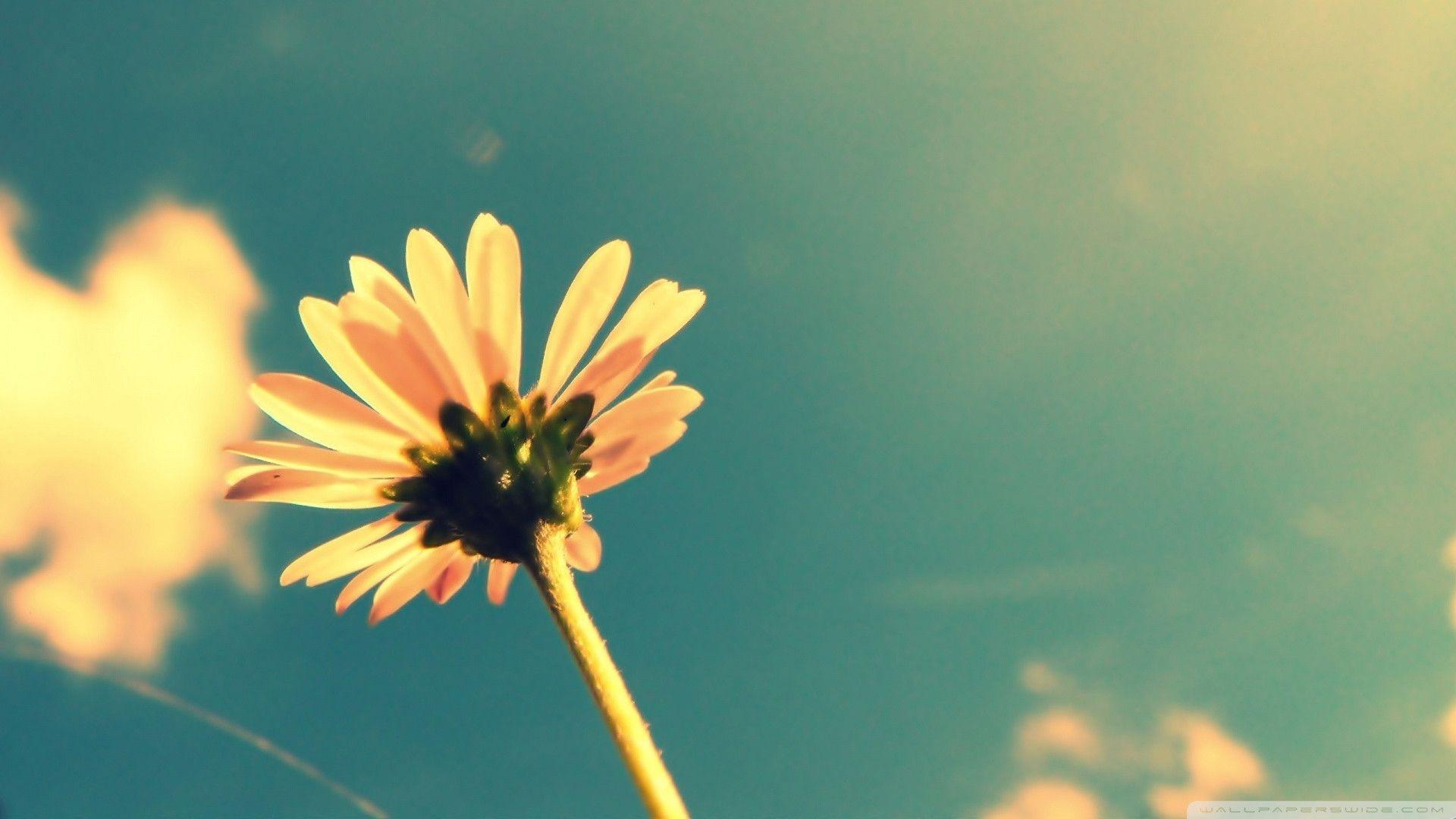 1920x1080 Vintage HD Background Wallpaper 1920x1080
