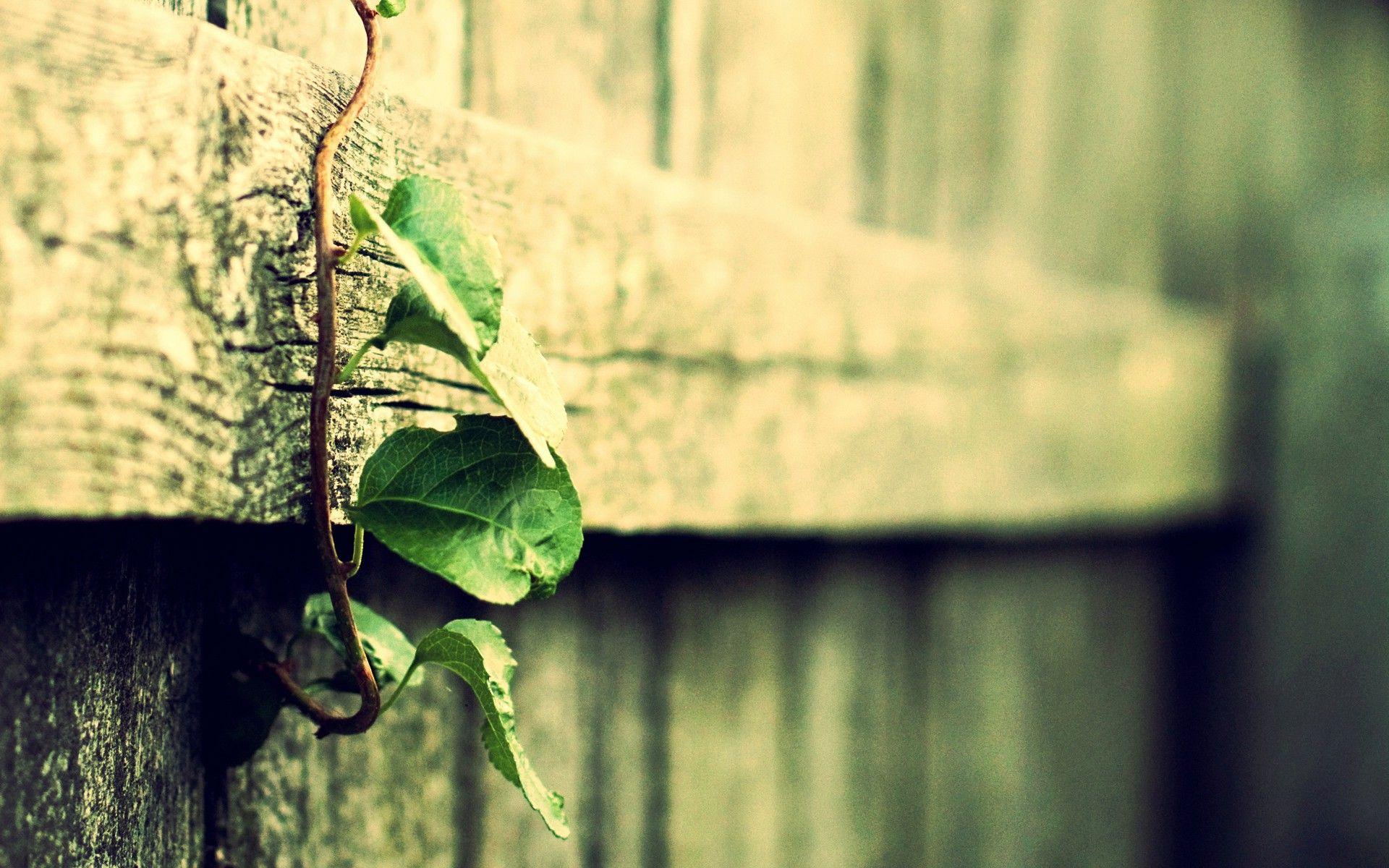 1920x1200 wood, Macro, Filter, Depth Of Field, Plants, Vines, Leaves, Vintage Wallpaper HD / Desktop and Mobile Background