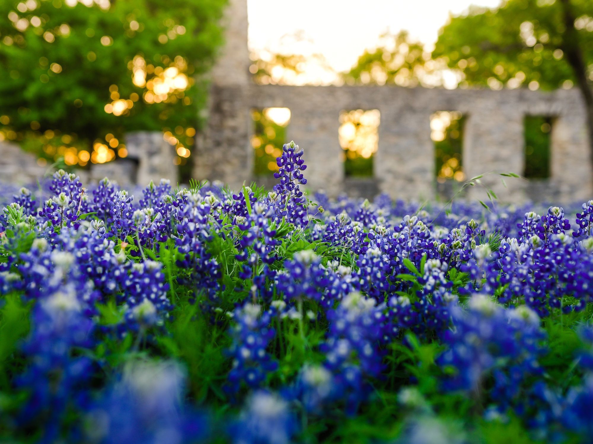 Texas Spring Wallpapers - Top Free Texas Spring Backgrounds ...