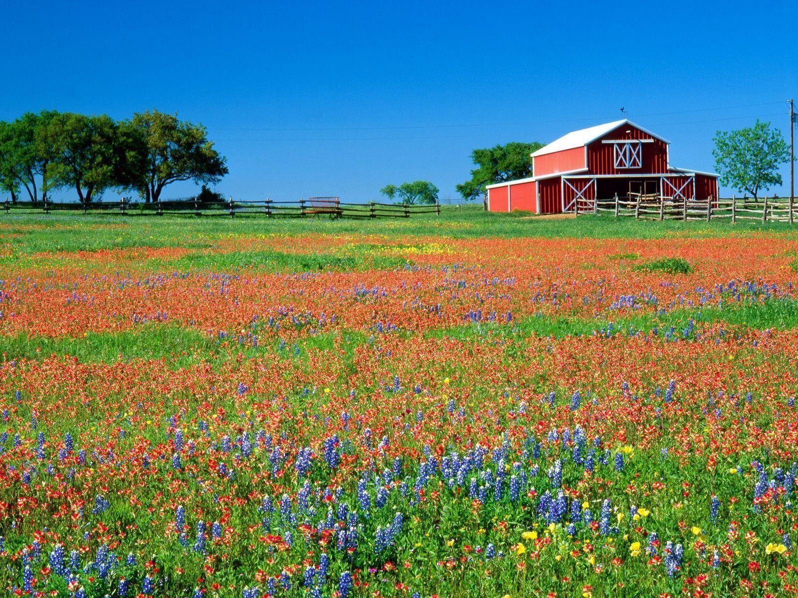 1600x1200 Texas Bluebonnets Wallpaper