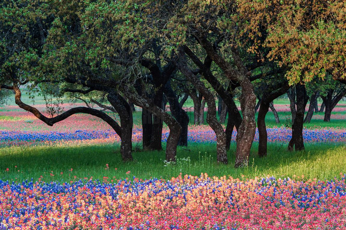 1152x768 TEXAS HILL COUNTRY: WILDFLOWERS
