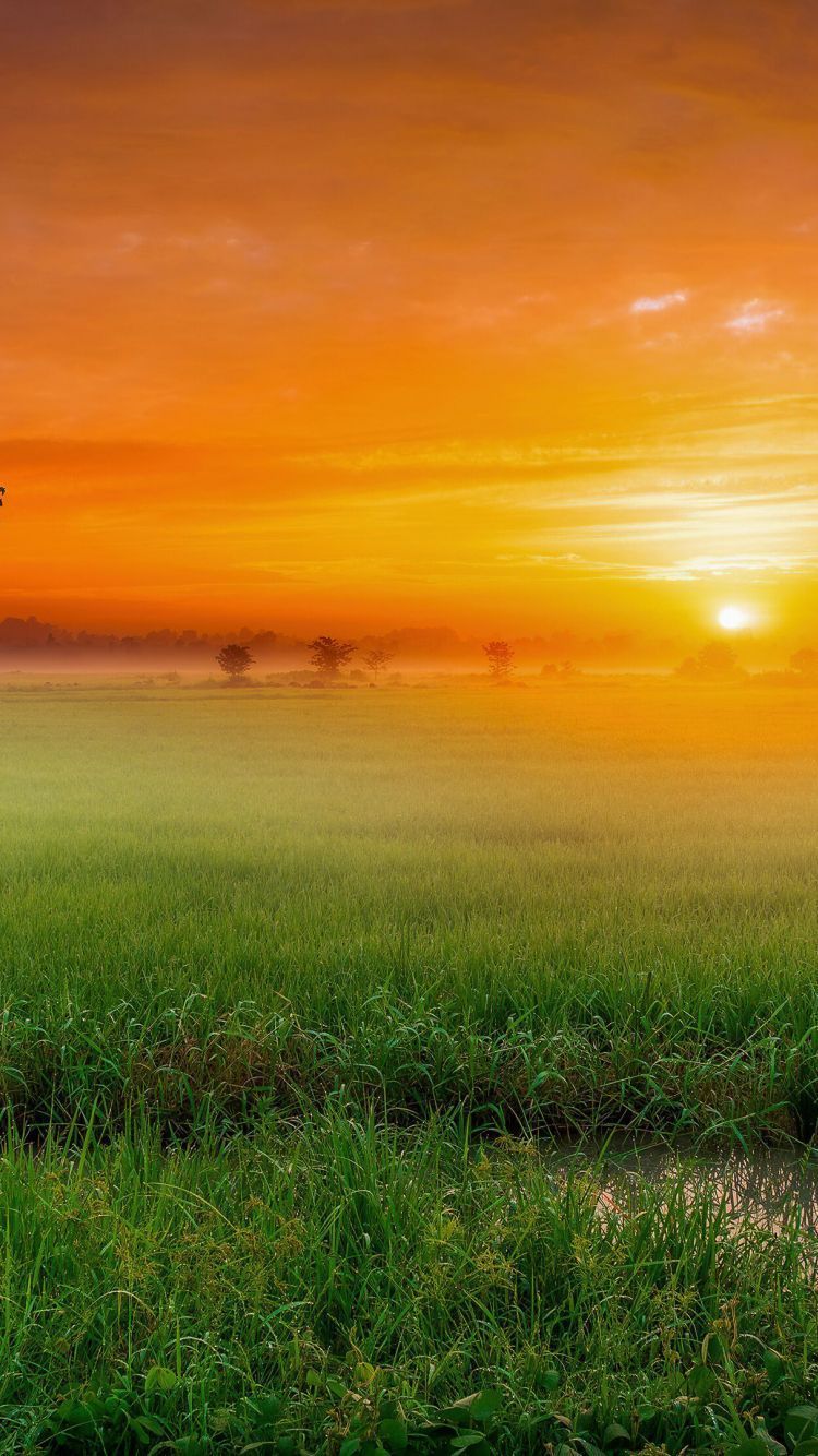 750x1334 sunset, nature, landscape