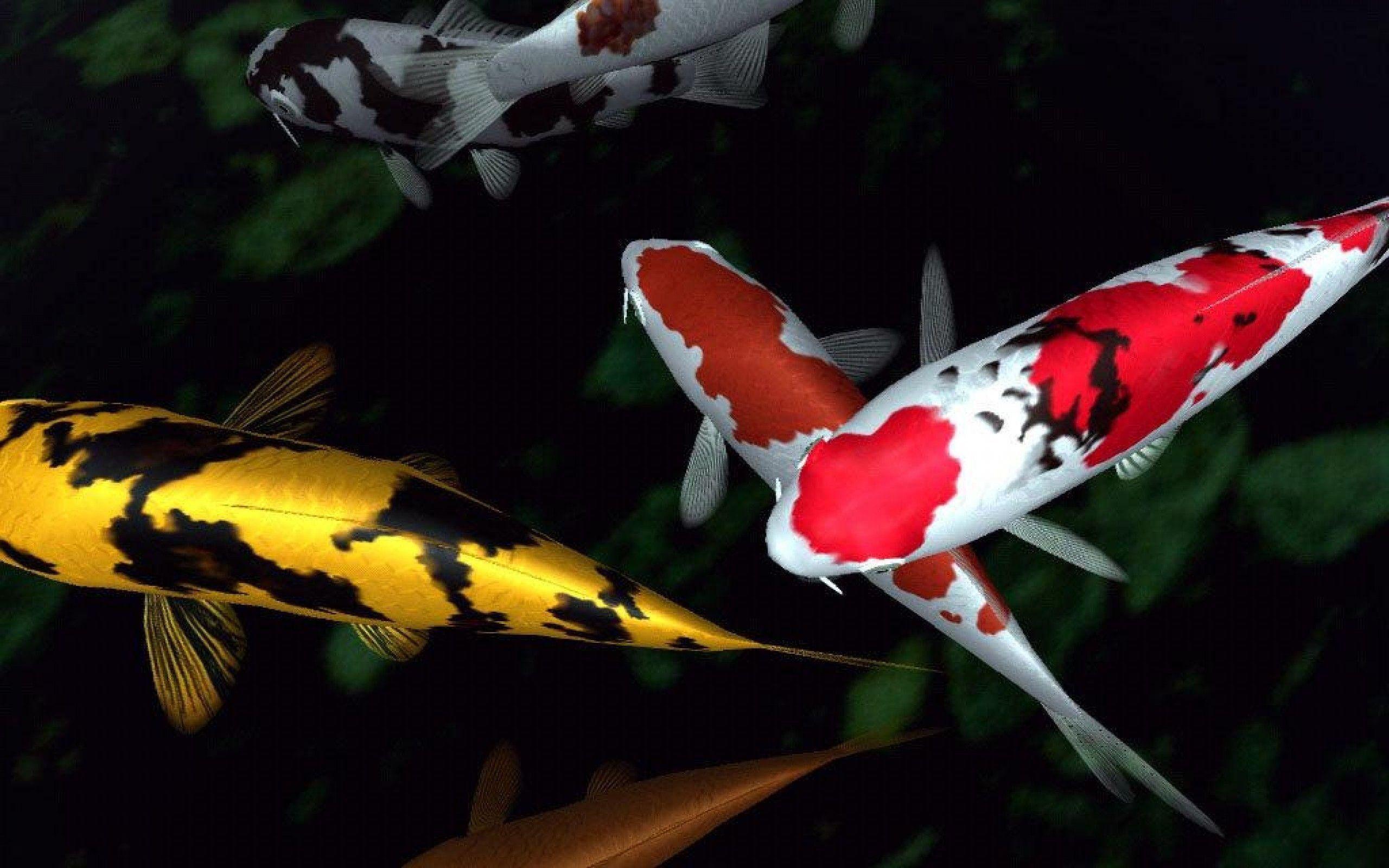 2560x1600 HD Koi Fish Wallpaper