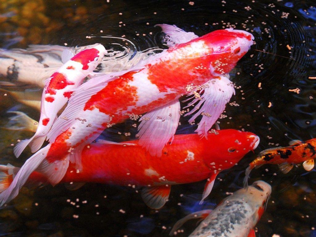 1024x768 Koi Wallpaper