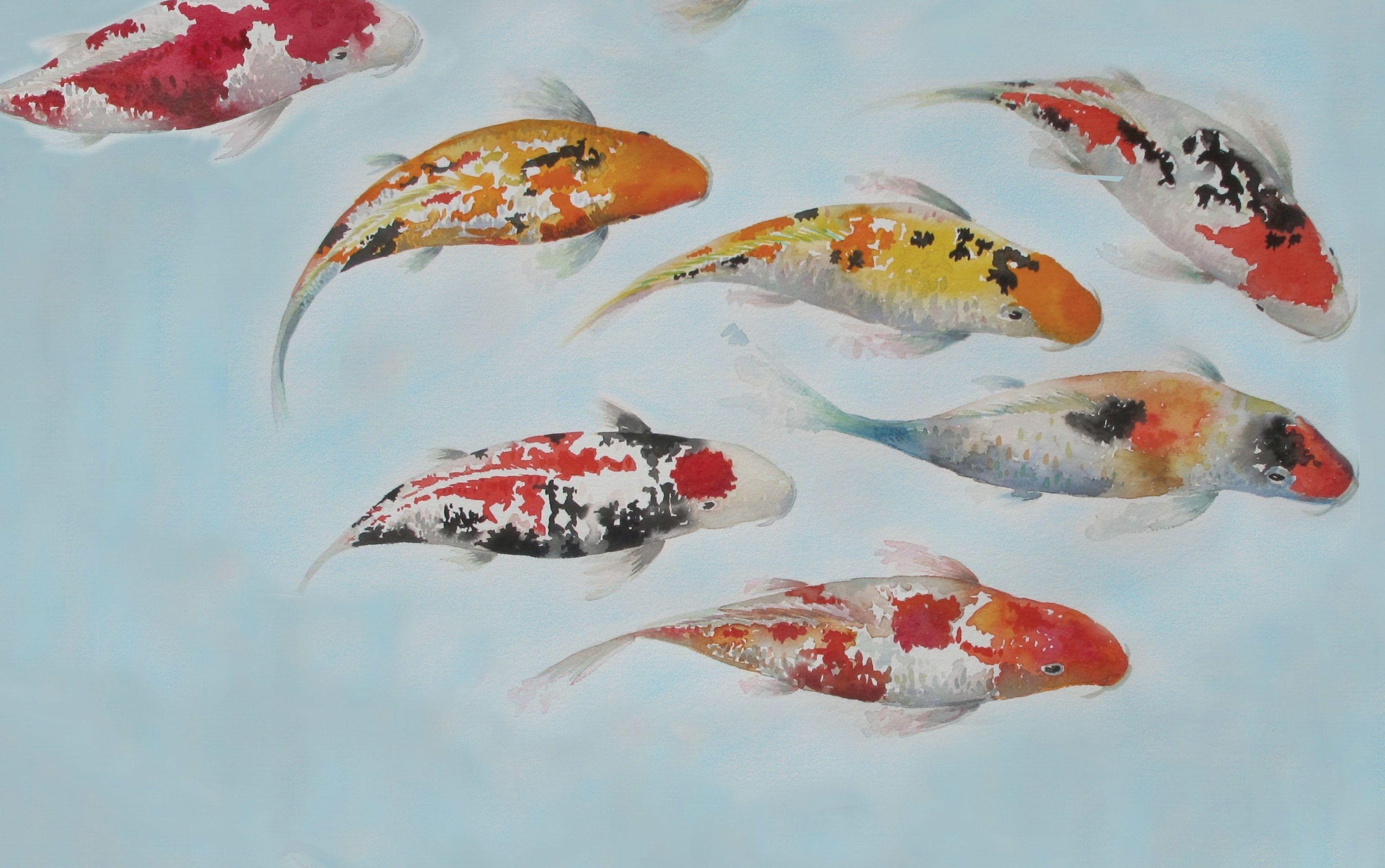 3000x1880 Koi Wallpaper, koi carp, fishes wallpaper, asian wallpaper