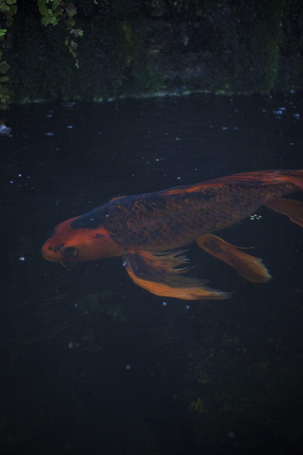 1000x1500 Japanese Koi Picture. Download Free Image