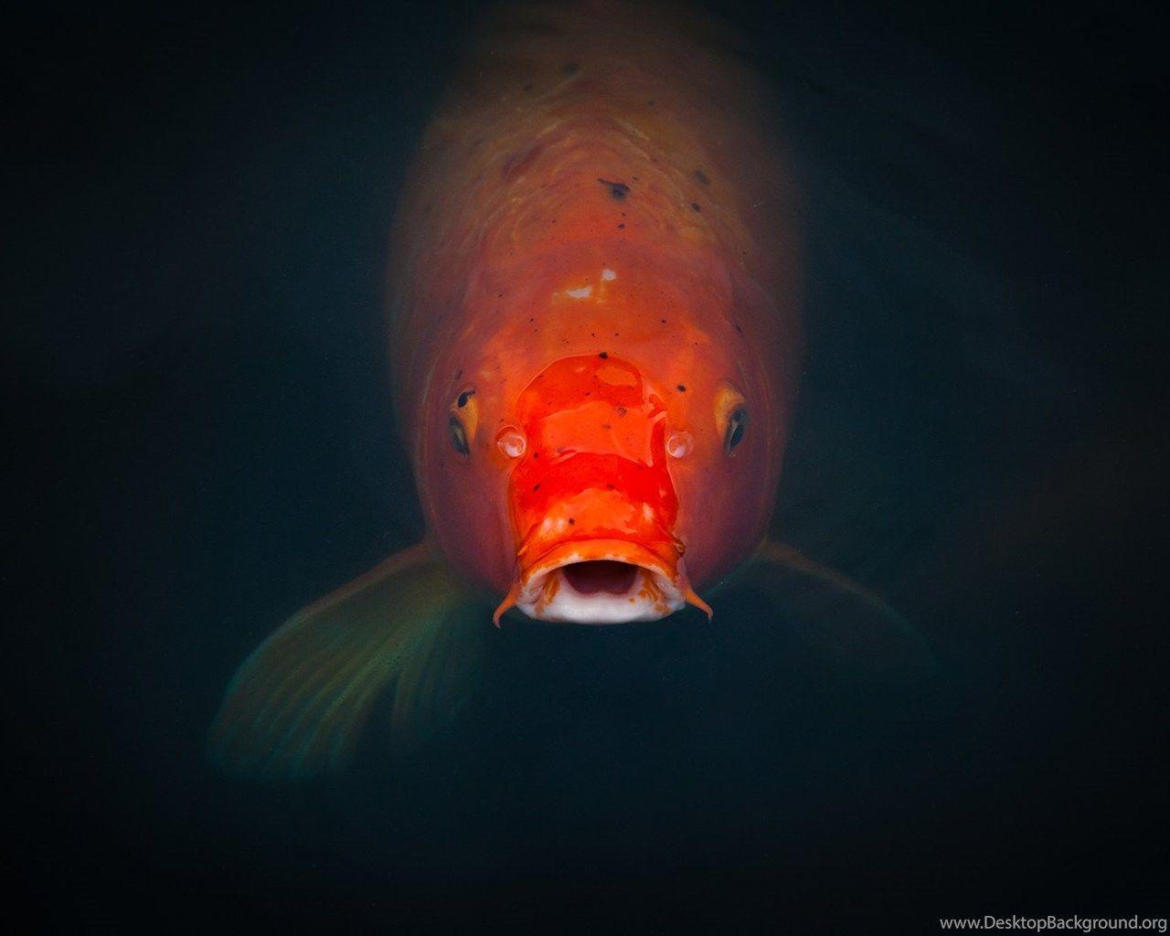 1280x1024 Koi Fish Pond HD Desktop Background