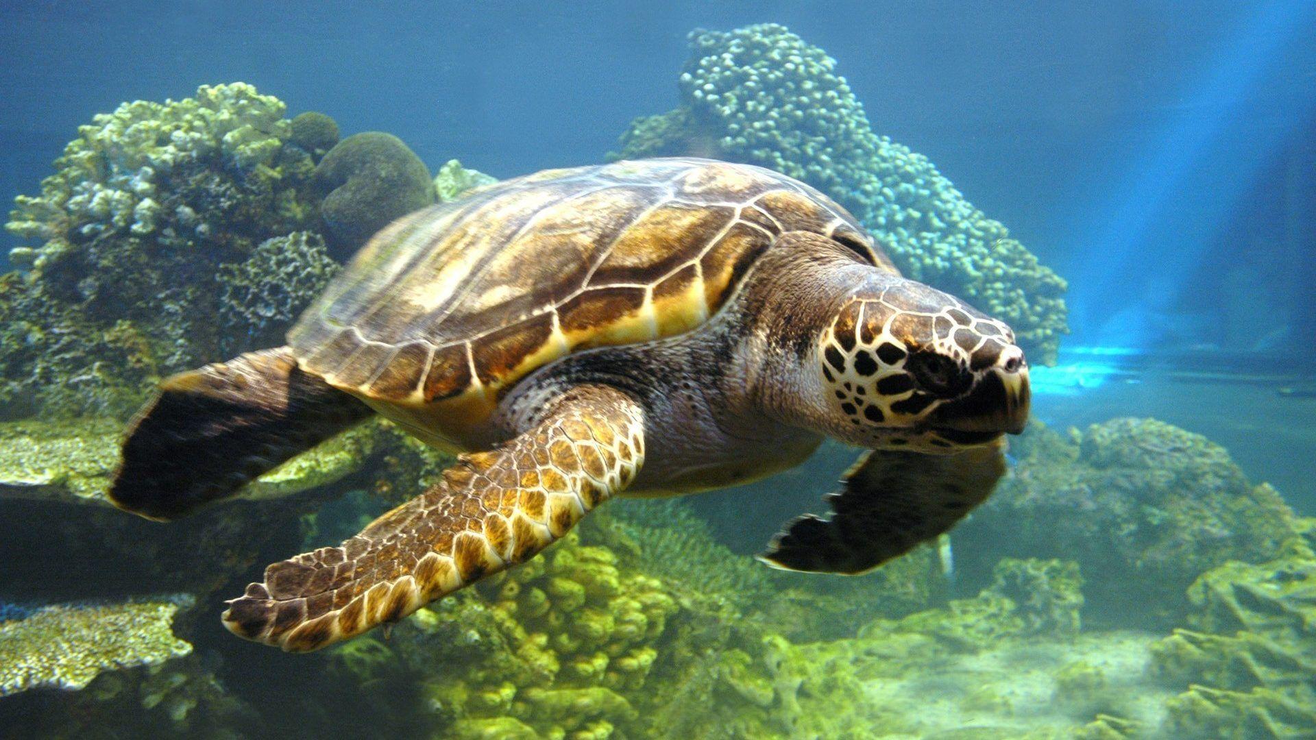 1920x1080 Turtles Tag wallpaper: Reptiles Turtles Cute Wallpaper Of Animal
