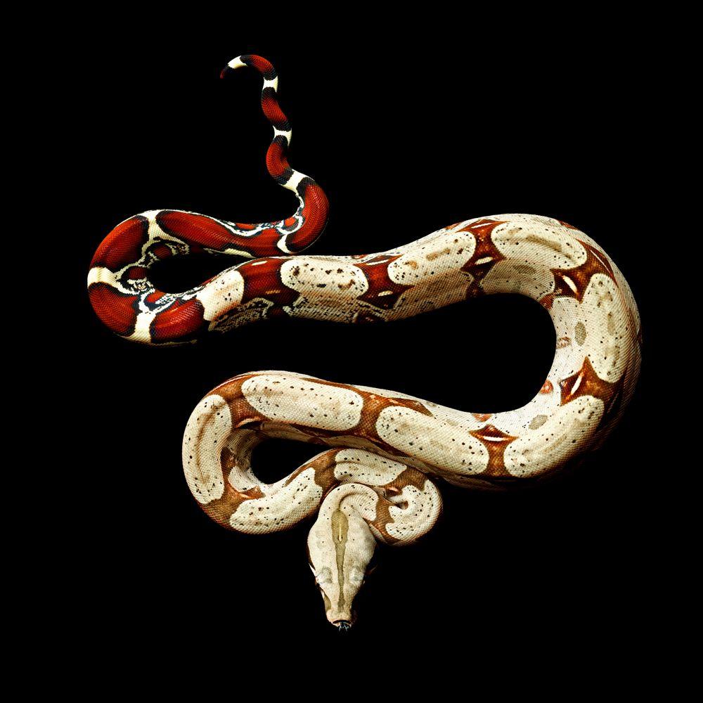 1000x1000 Gucci Snake Wallpaper