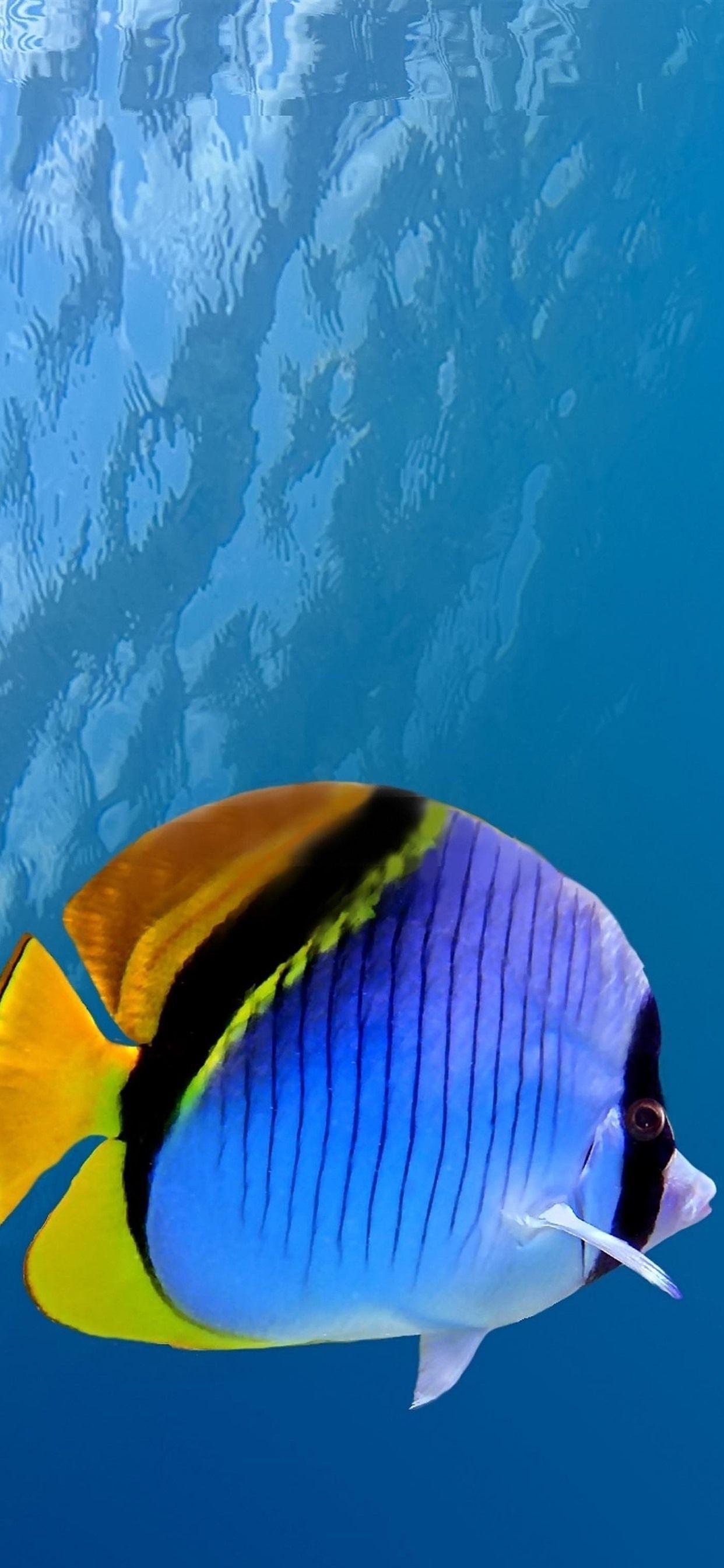 1242x2688 Under Sea Background Hd, Tải xuống hình nền