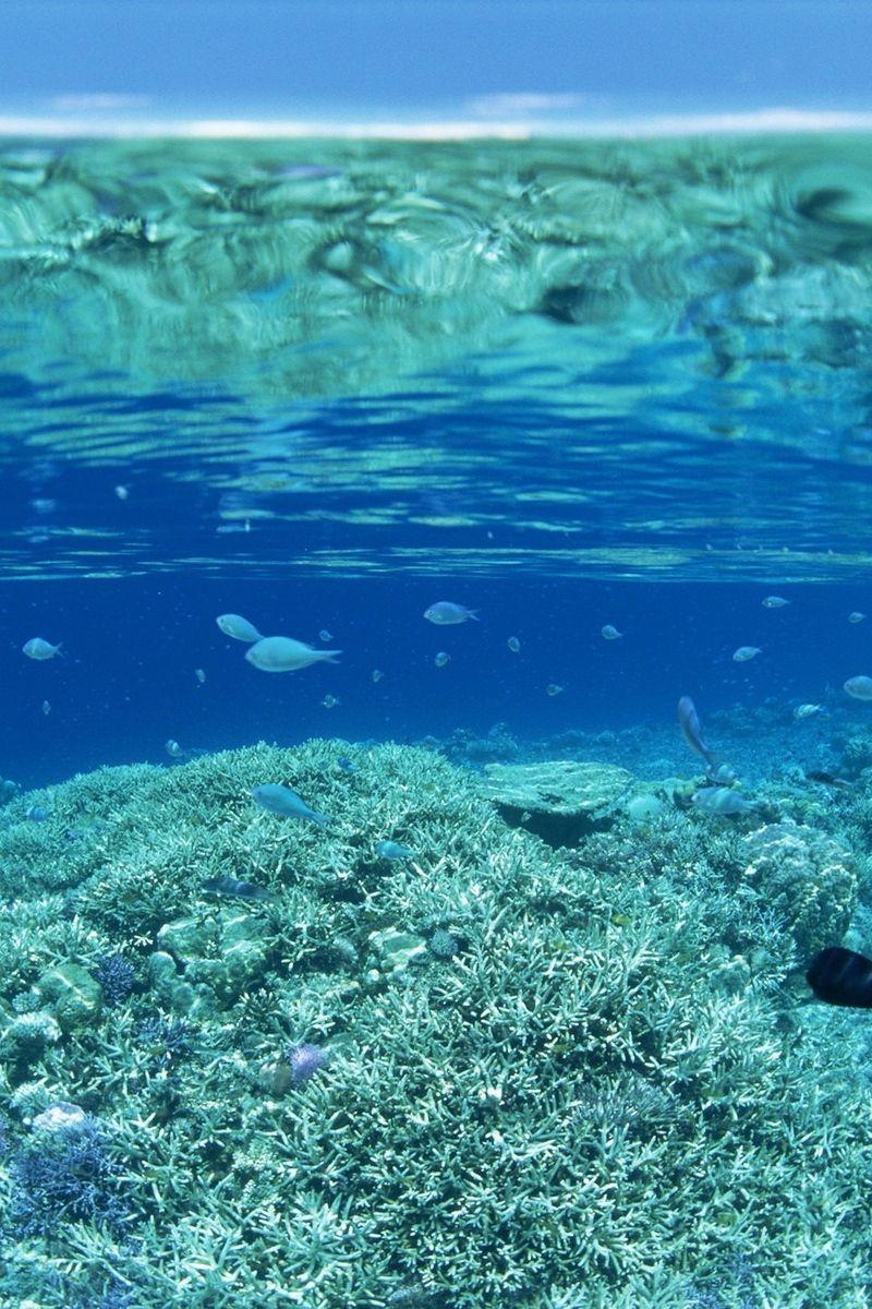 800x1200 Under The Sea Hình nền iPhone - hình nền